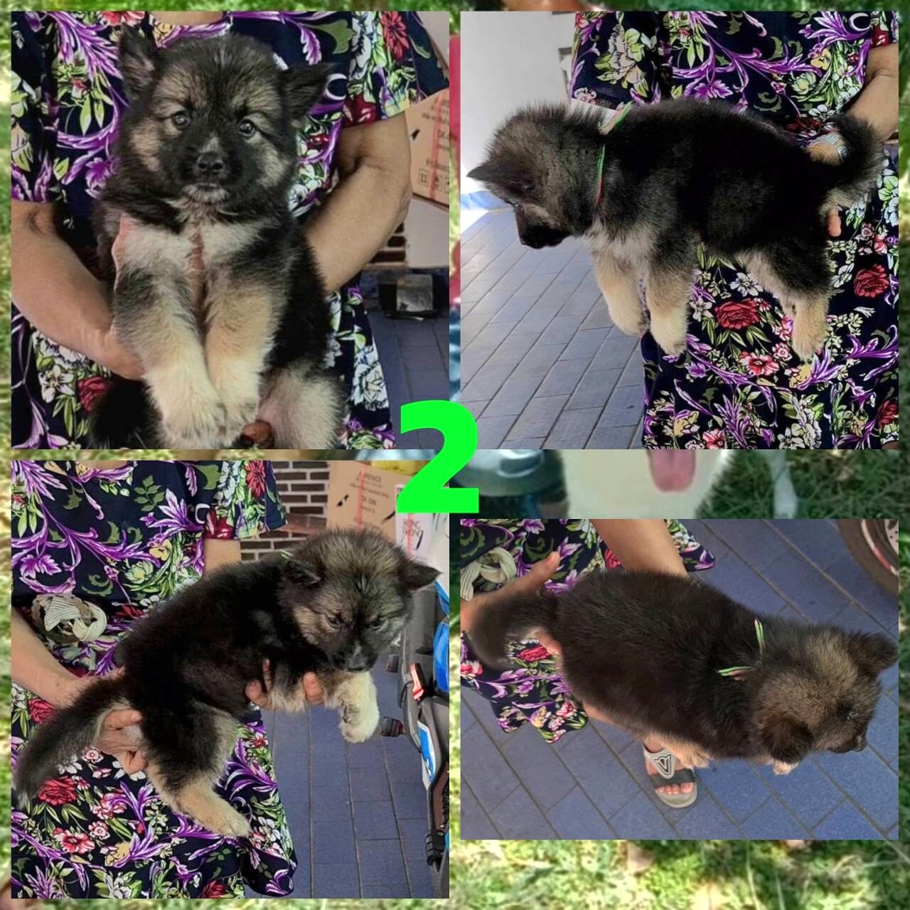 Update Gerberian shepsky (อัลเซเชี่ยนผสมไซบีเรียน) ลูกครึ่งสุดสวยยอดนิยมและหายาก