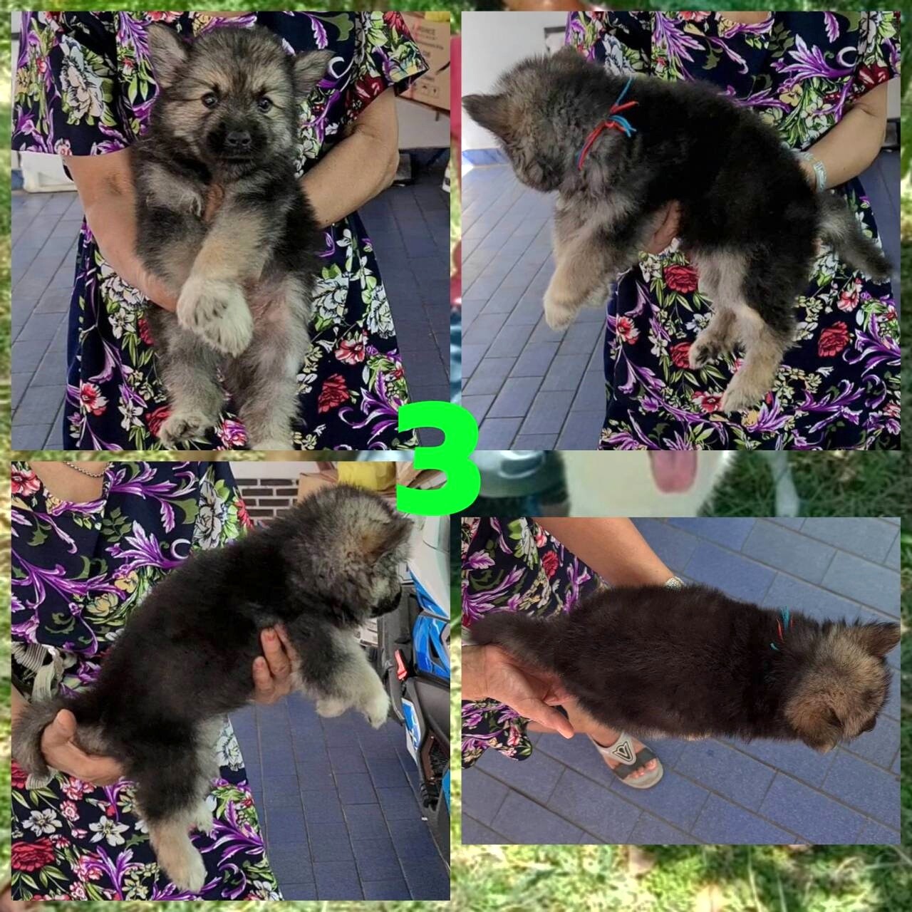 Update Gerberian shepsky (อัลเซเชี่ยนผสมไซบีเรียน) ลูกครึ่งสุดสวยยอดนิยมและหายาก