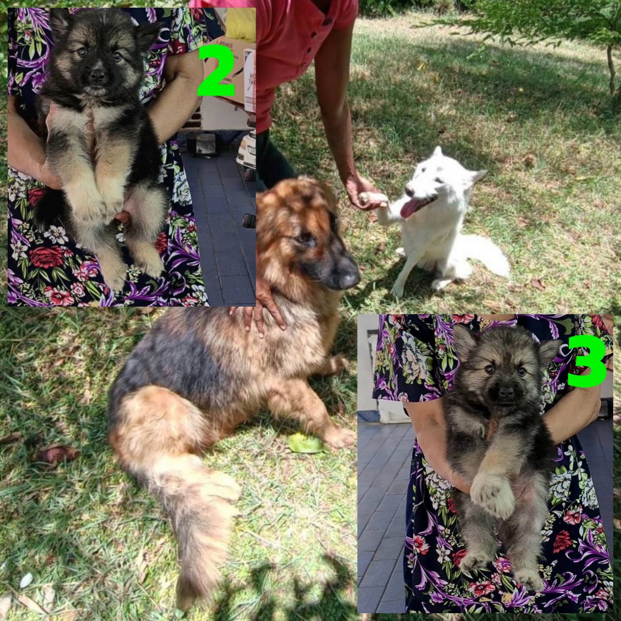 Update Gerberian shepsky (อัลเซเชี่ยนผสมไซบีเรียน) ลูกครึ่งสุดสวยยอดนิยมและหายาก