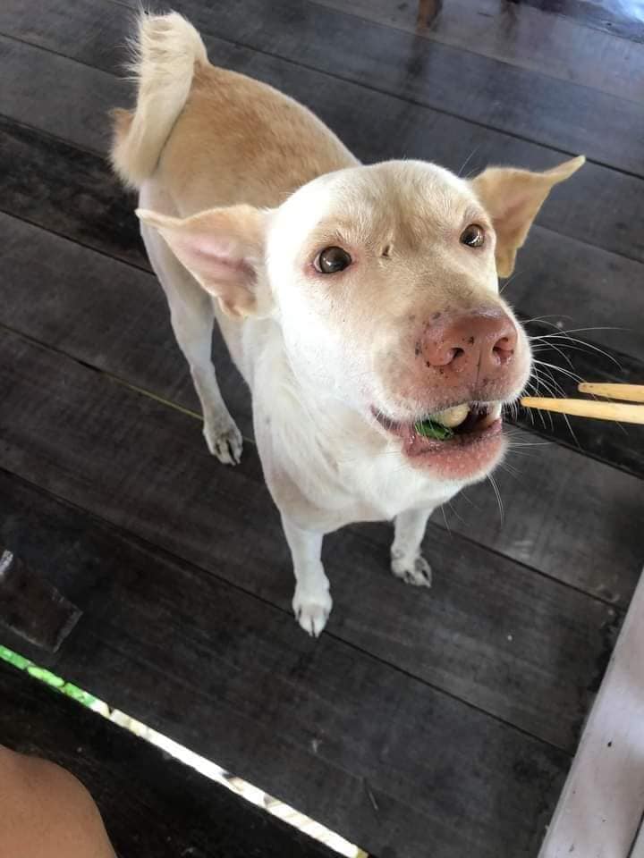 น้องหมาหิวเดินมาขอข้าวกิน เลยป้อนให้หนึ่งคำ สุดท้ายไม่ได้เป็นอย่างที่คิด