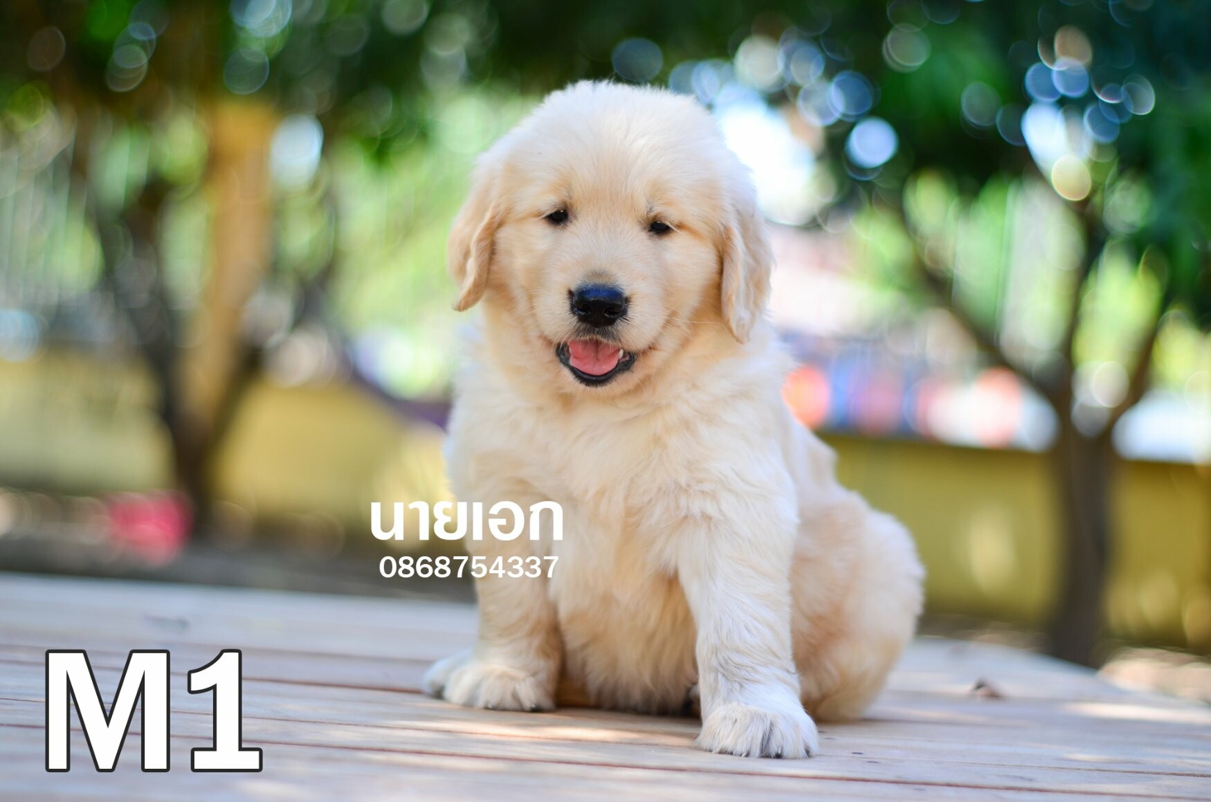 ลูกโกลเด้นแท้ หน้าหมีๆ