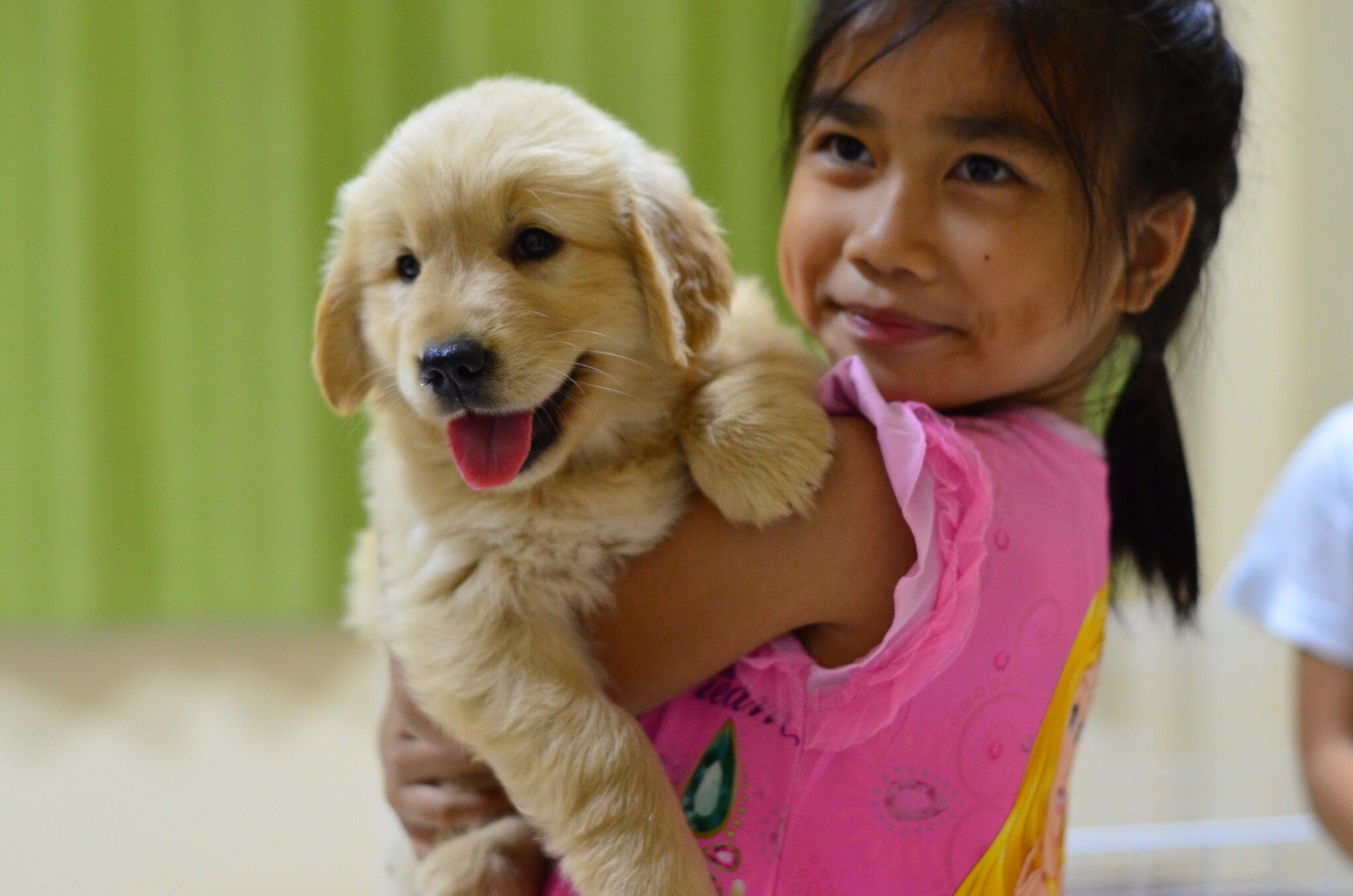 ลูกโกลเด้นแท้ หน้าหมีๆ