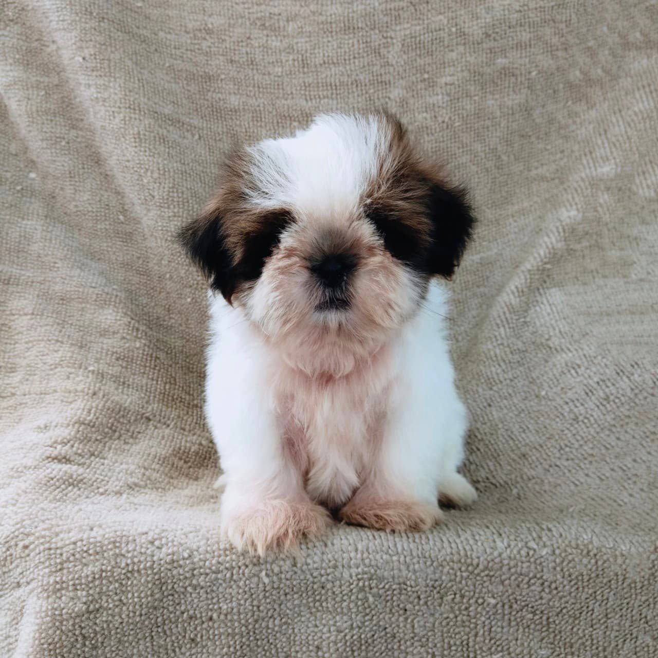 ชิสุแท้5500.-เก็บปลายทาง มีปะกันสุขภาพ เทสลำไส้ก่อนส่งline::happyshihtzu4289