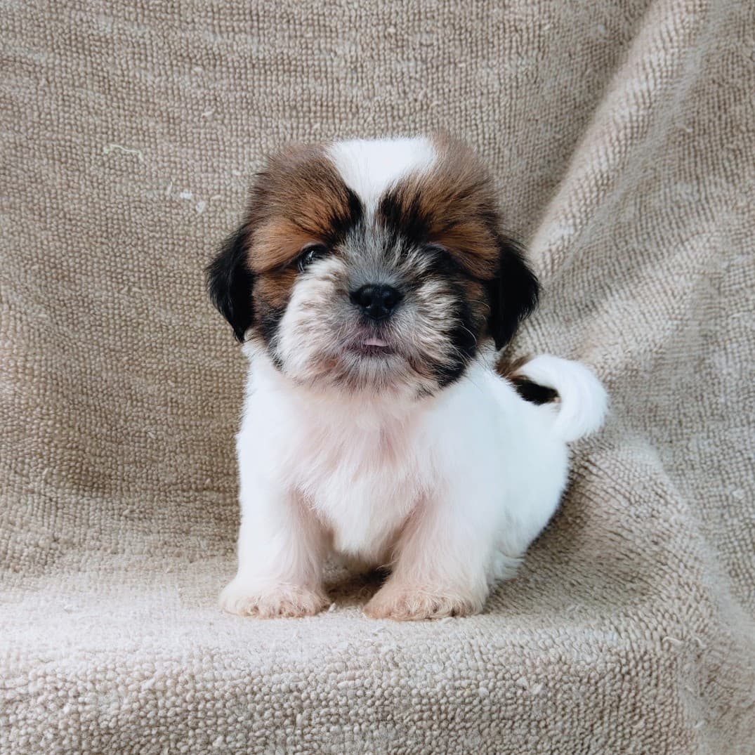 ชิสุแท้5500.-เก็บปลายทาง มีปะกันสุขภาพ เทสลำไส้ก่อนส่งline::happyshihtzu4289