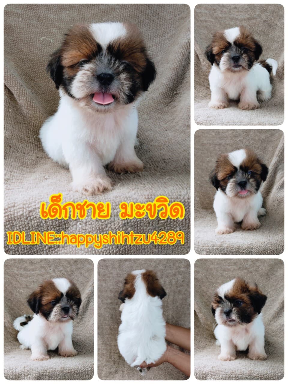 ชิสุแท้5500.-เก็บปลายทาง มีปะกันสุขภาพ เทสลำไส้ก่อนส่งline::happyshihtzu4289
