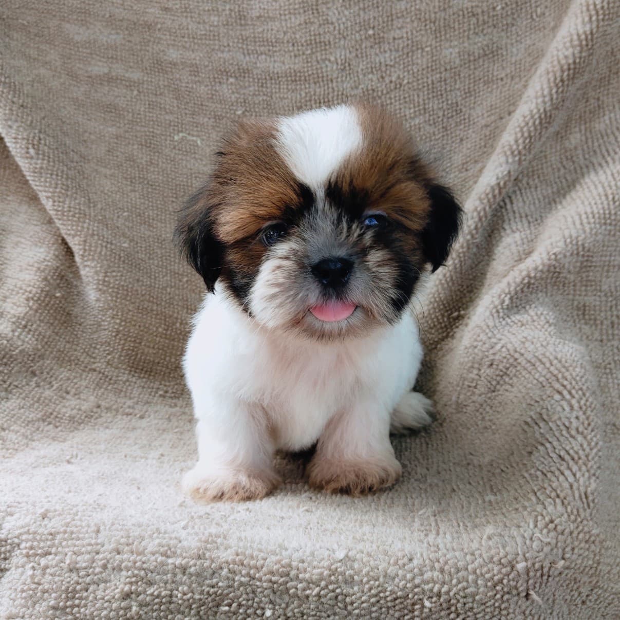 ชิสุแท้5500.-เก็บปลายทาง มีปะกันสุขภาพ เทสลำไส้ก่อนส่งline::happyshihtzu4289