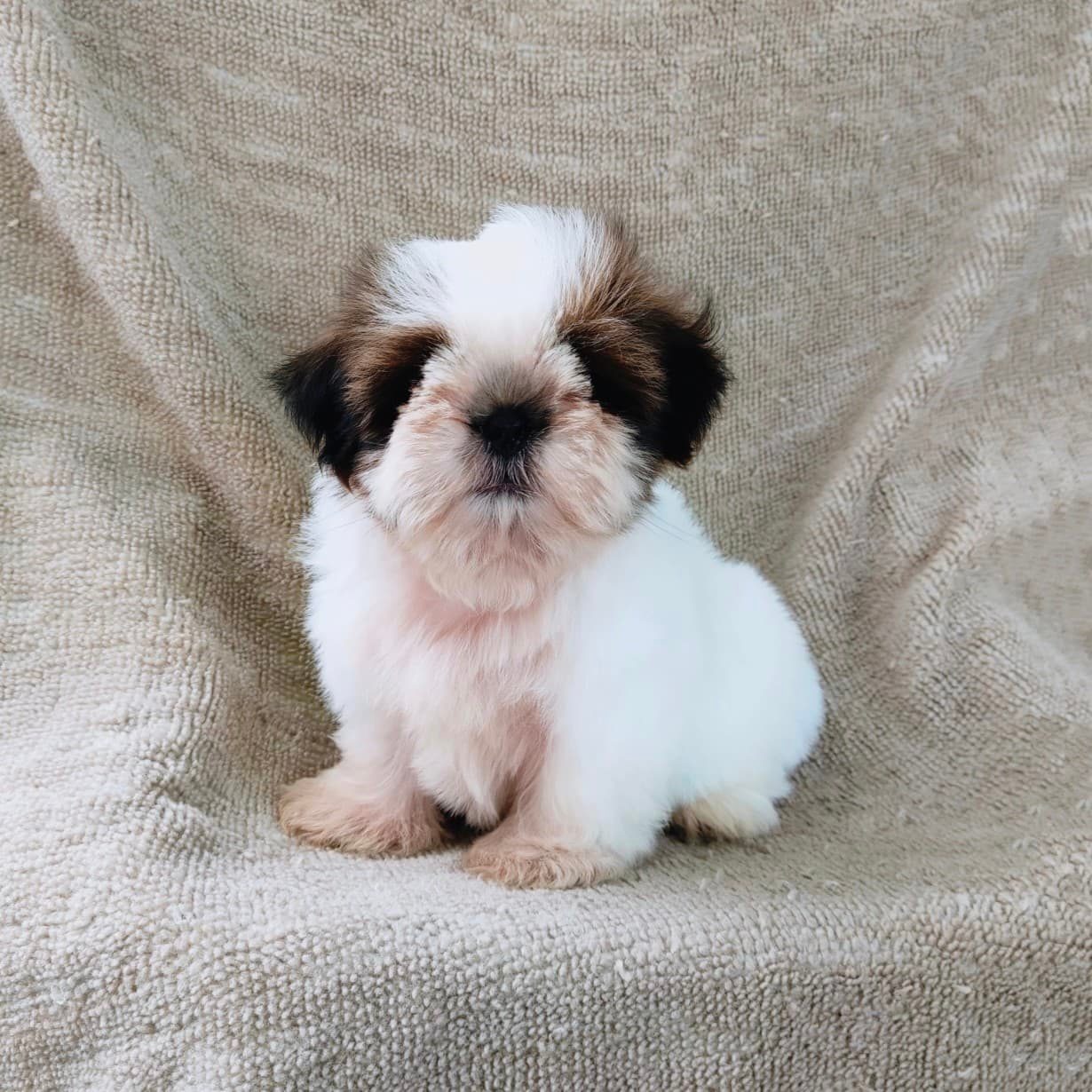 ชิสุแท้5500.-เก็บปลายทาง มีปะกันสุขภาพ เทสลำไส้ก่อนส่งline::happyshihtzu4289