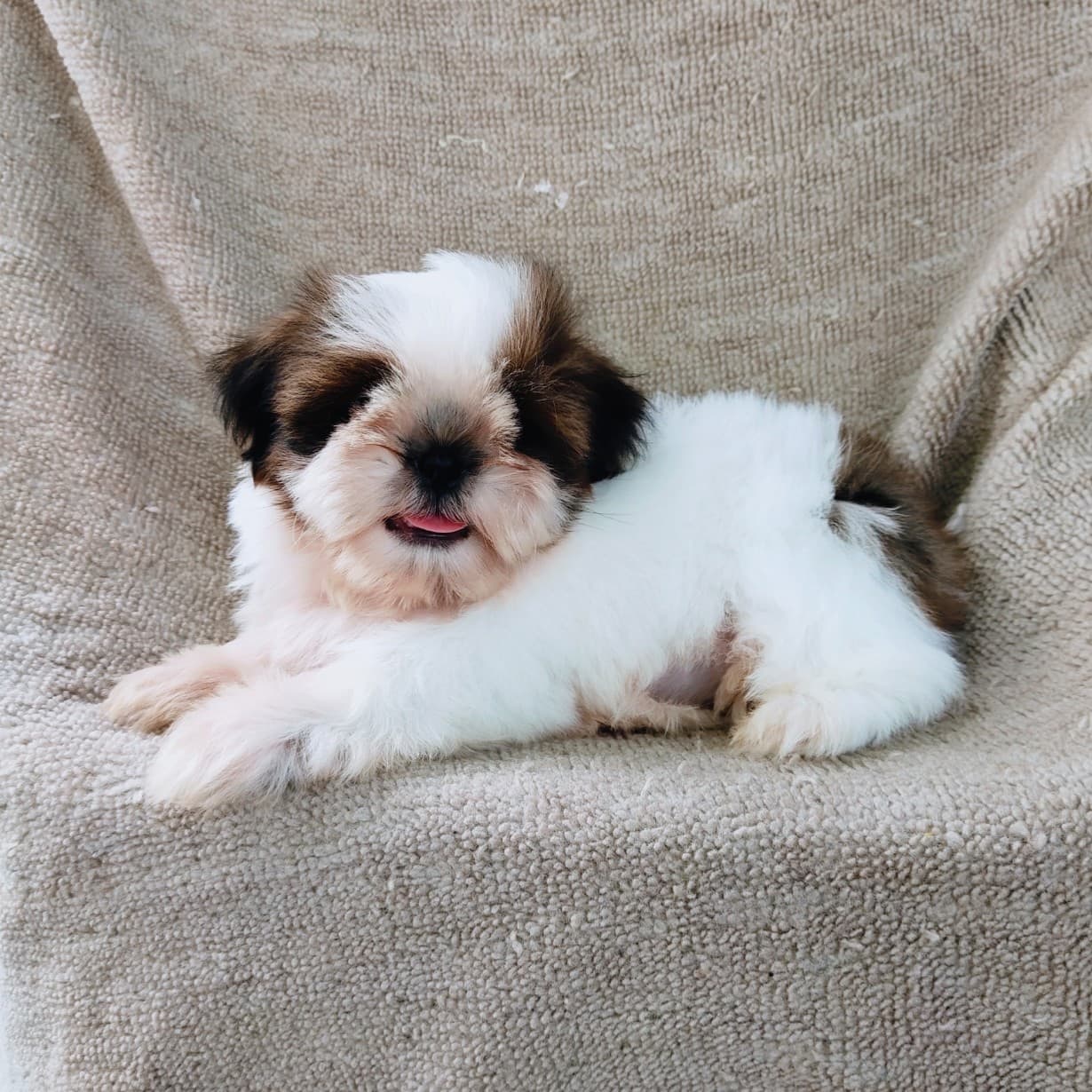 ชิสุแท้5500.-เก็บปลายทาง มีปะกันสุขภาพ เทสลำไส้ก่อนส่งline::happyshihtzu4289