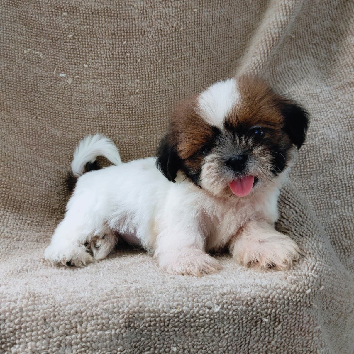 ชิสุแท้5500.-เก็บปลายทาง มีปะกันสุขภาพ เทสลำไส้ก่อนส่งline::happyshihtzu4289