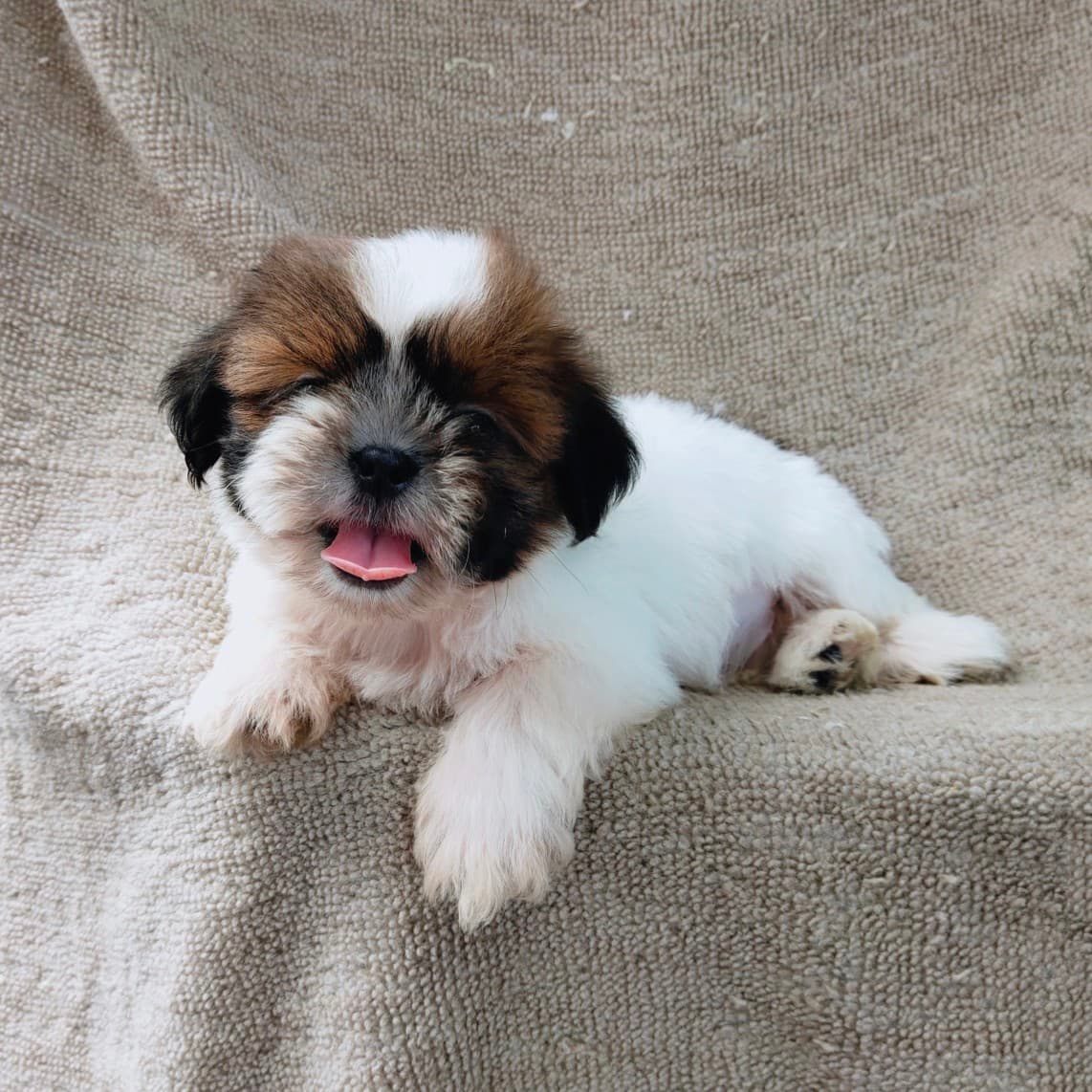 ชิสุแท้5500.-เก็บปลายทาง มีปะกันสุขภาพ เทสลำไส้ก่อนส่งline::happyshihtzu4289