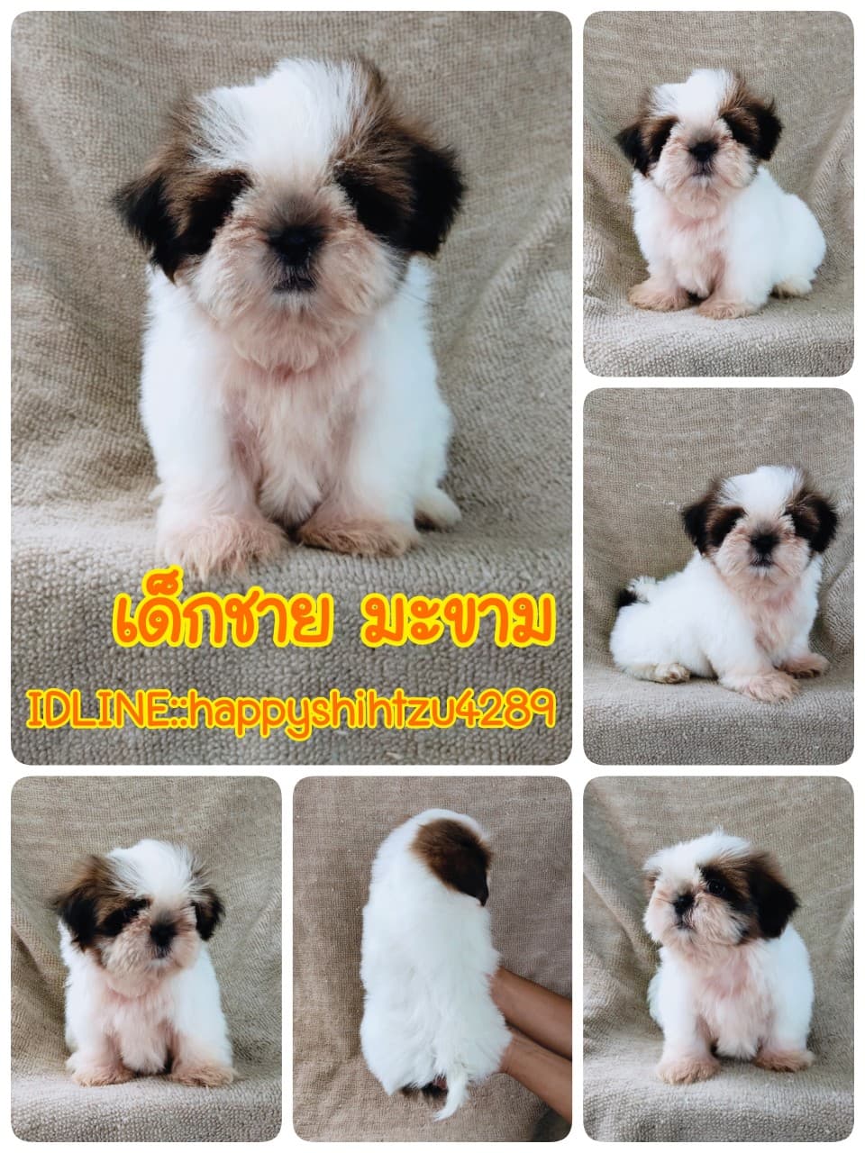 ชิสุแท้5500.-เก็บปลายทาง มีปะกันสุขภาพ เทสลำไส้ก่อนส่งline::happyshihtzu4289