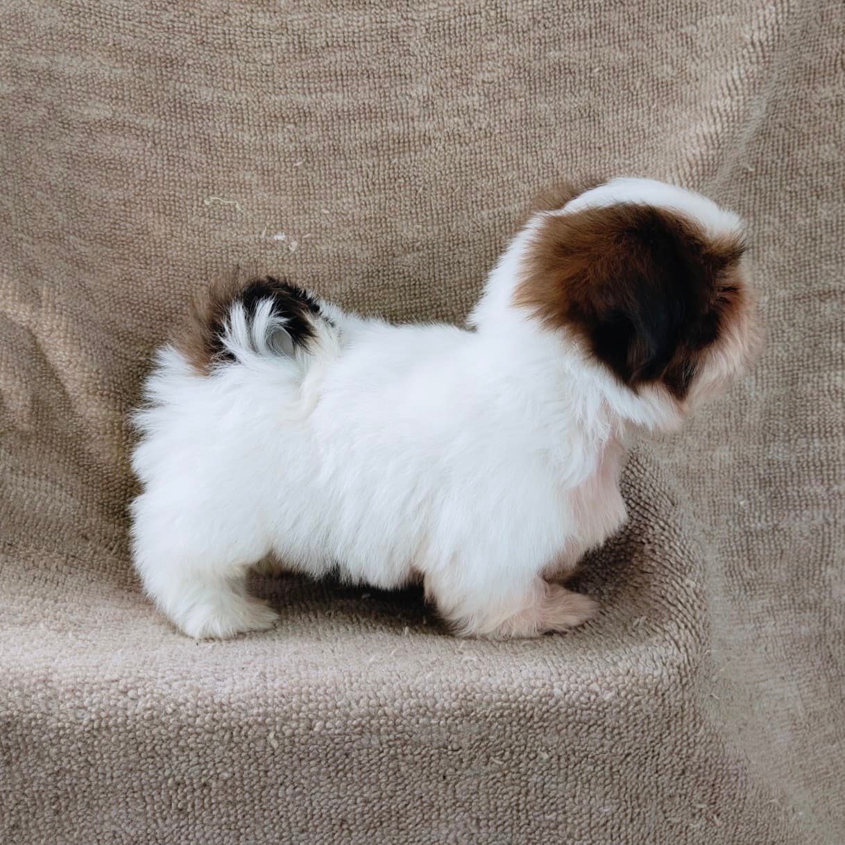 ชิสุแท้5500.-เก็บปลายทาง มีปะกันสุขภาพ เทสลำไส้ก่อนส่งline::happyshihtzu4289