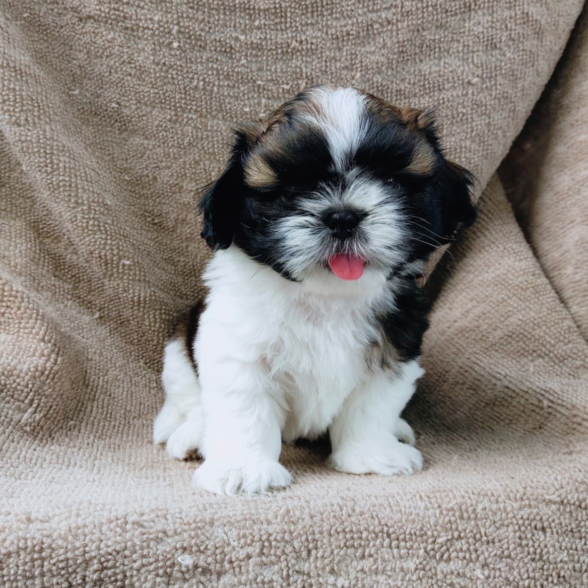 ชิสุแท้5500.-เก็บปลายทาง มีปะกันสุขภาพ เทสลำไส้ก่อนส่งline::happyshihtzu4289