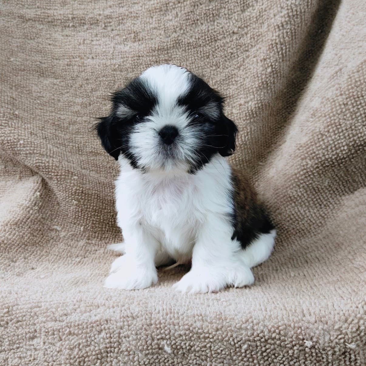 ชิสุแท้5500.-เก็บปลายทาง มีปะกันสุขภาพ เทสลำไส้ก่อนส่งline::happyshihtzu4289