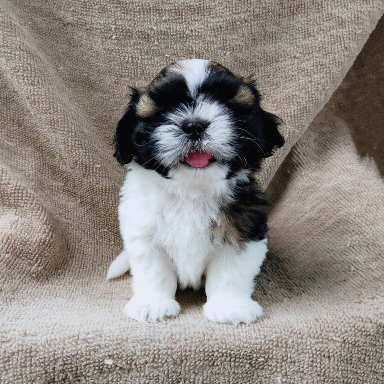 ชิสุแท้5500.-เก็บปลายทาง มีปะกันสุขภาพ เทสลำไส้ก่อนส่งline::happyshihtzu4289