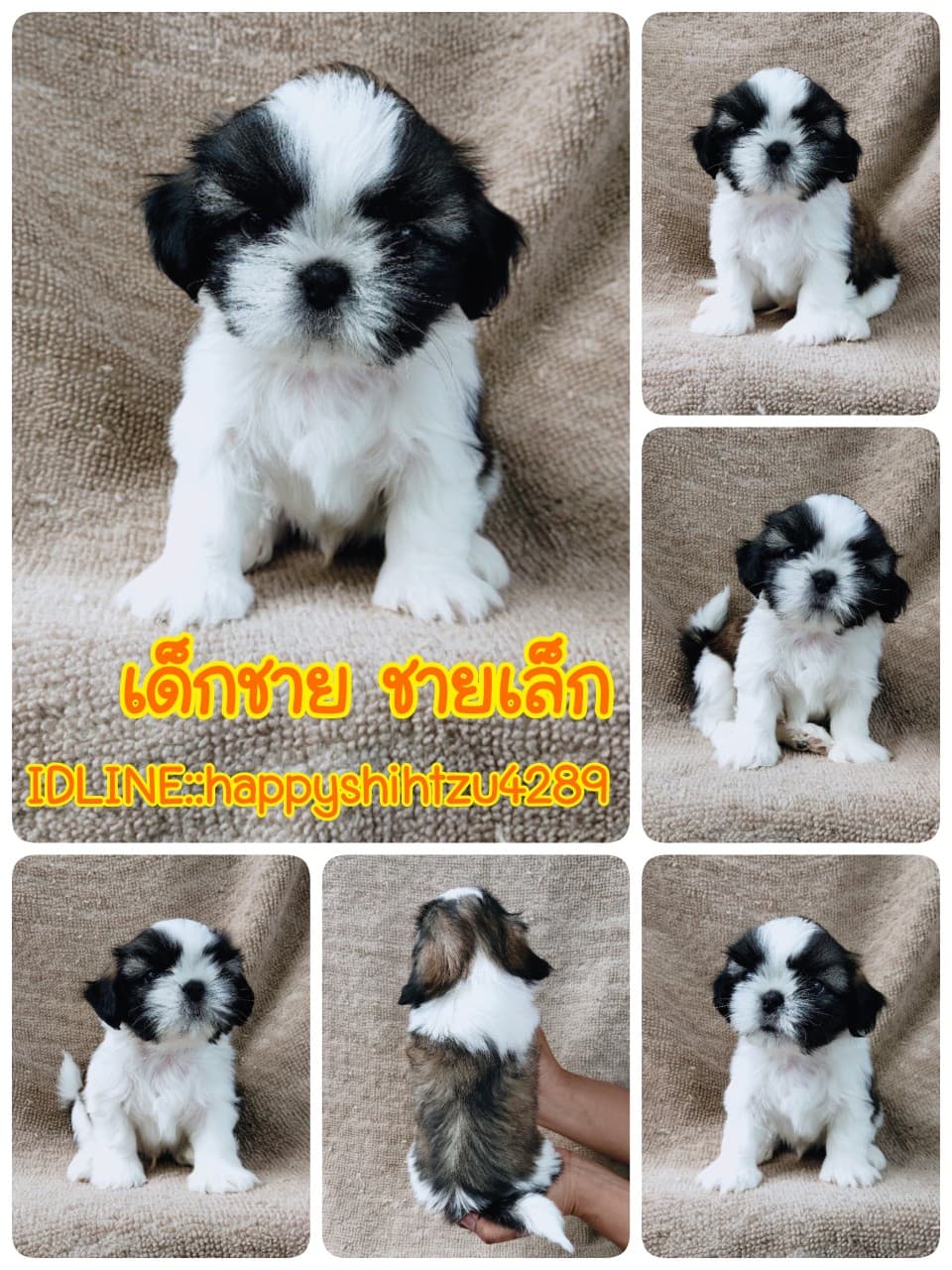 ชิสุแท้5500.-เก็บปลายทาง มีปะกันสุขภาพ เทสลำไส้ก่อนส่งline::happyshihtzu4289