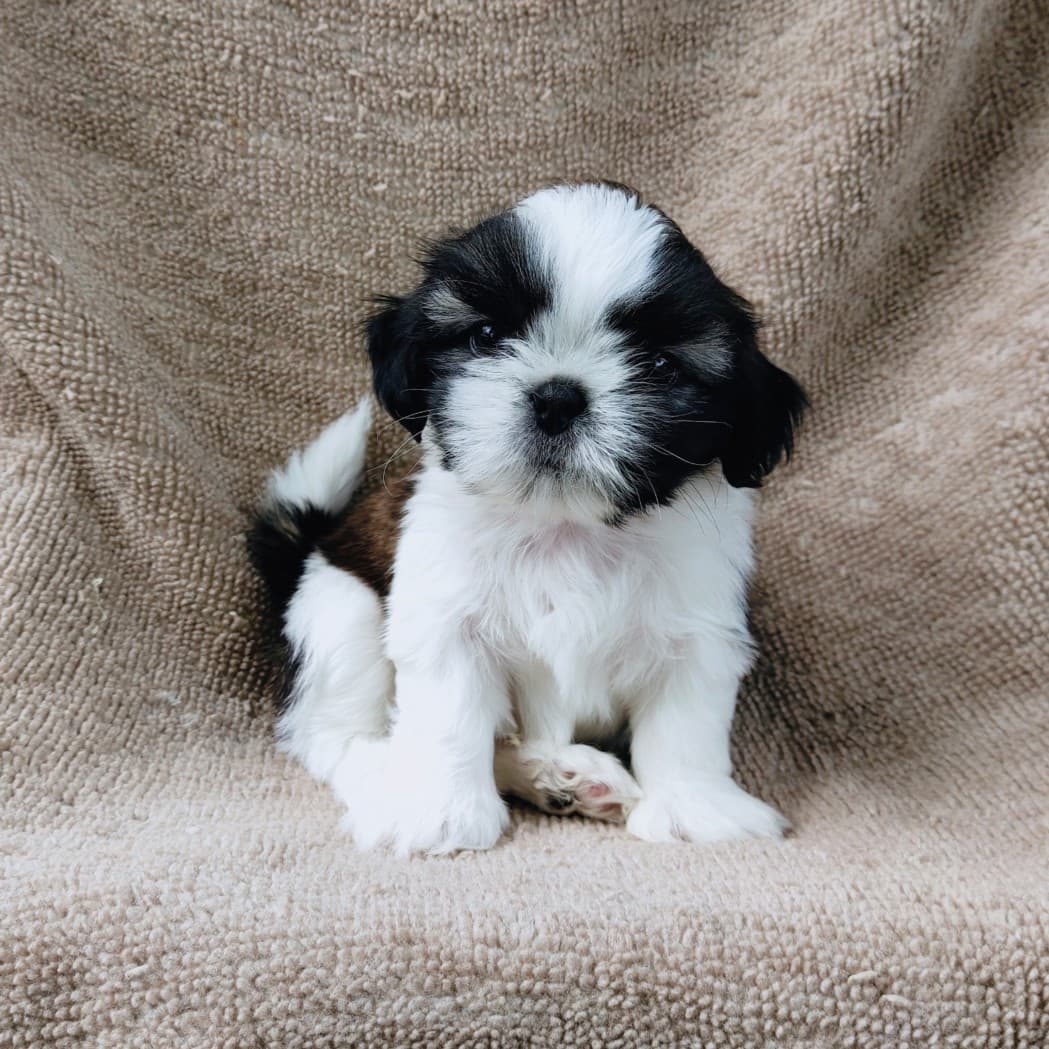 ชิสุแท้5500.-เก็บปลายทาง มีปะกันสุขภาพ เทสลำไส้ก่อนส่งline::happyshihtzu4289