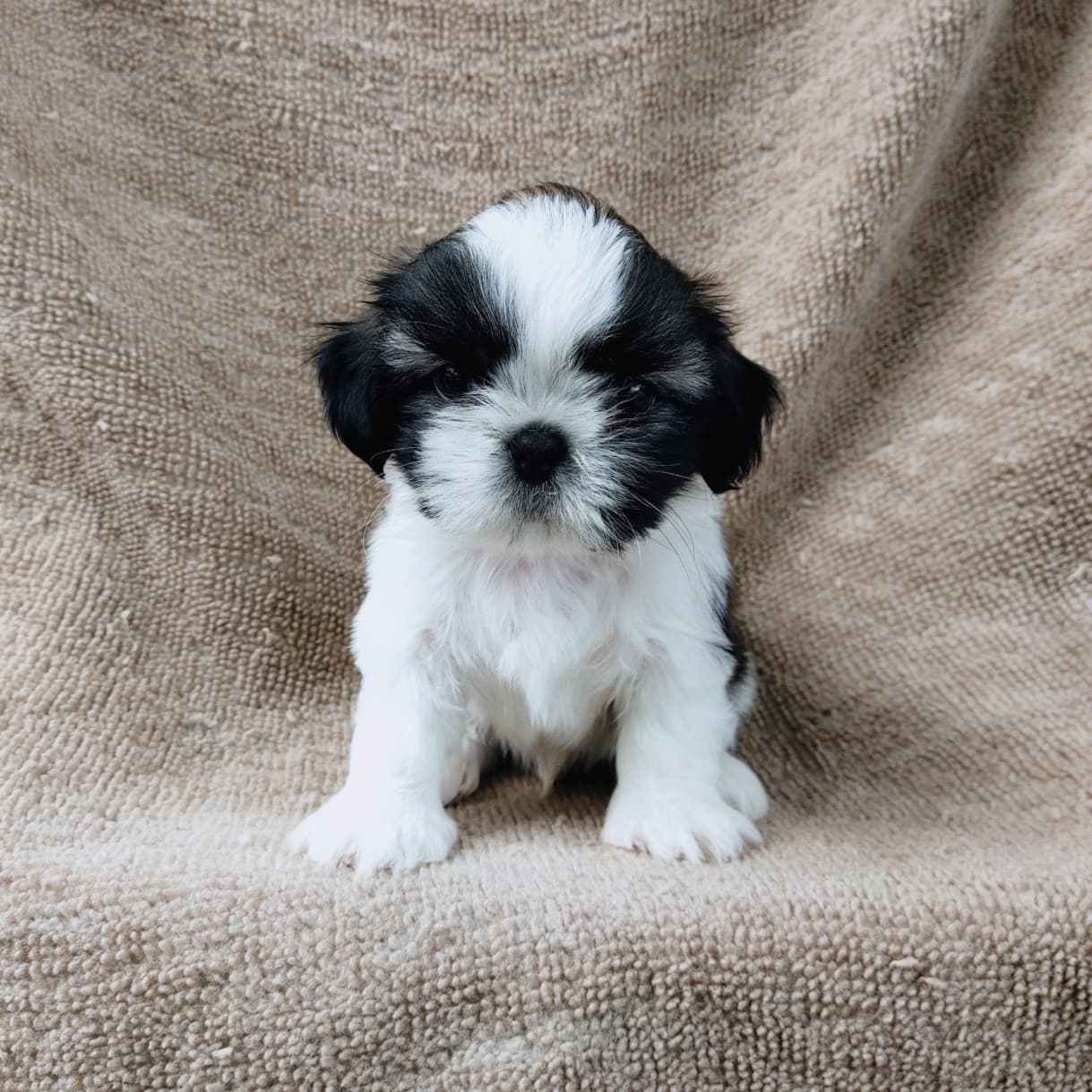 ชิสุแท้5500.-เก็บปลายทาง มีปะกันสุขภาพ เทสลำไส้ก่อนส่งline::happyshihtzu4289
