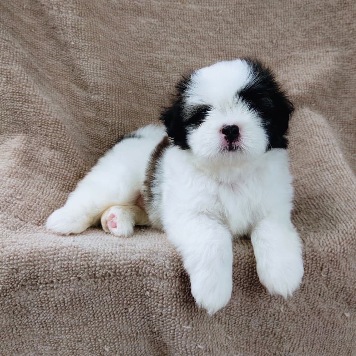 ชิสุแท้5500.-เก็บปลายทาง มีปะกันสุขภาพ เทสลำไส้ก่อนส่งline::happyshihtzu4289