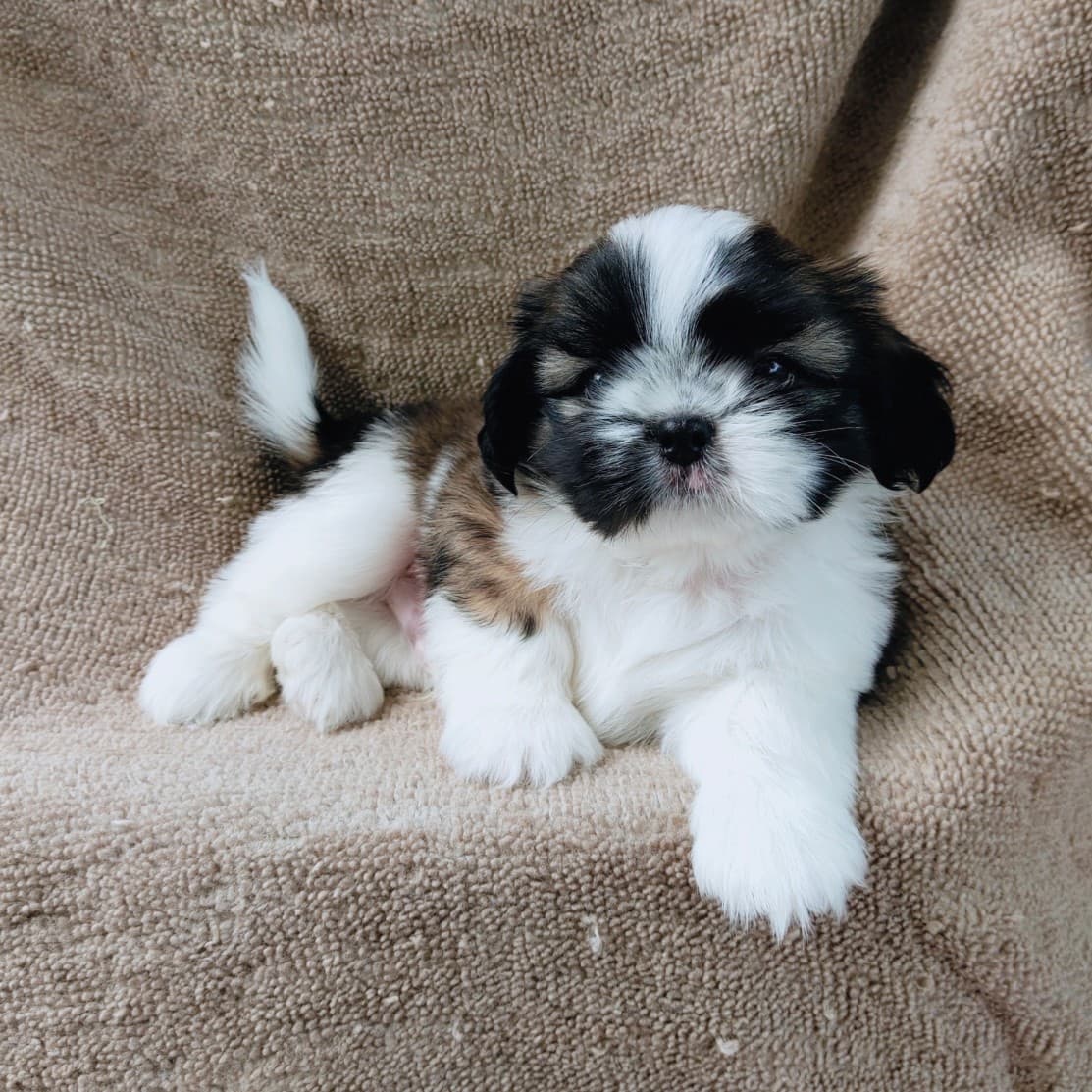 ชิสุแท้5500.-เก็บปลายทาง มีปะกันสุขภาพ เทสลำไส้ก่อนส่งline::happyshihtzu4289