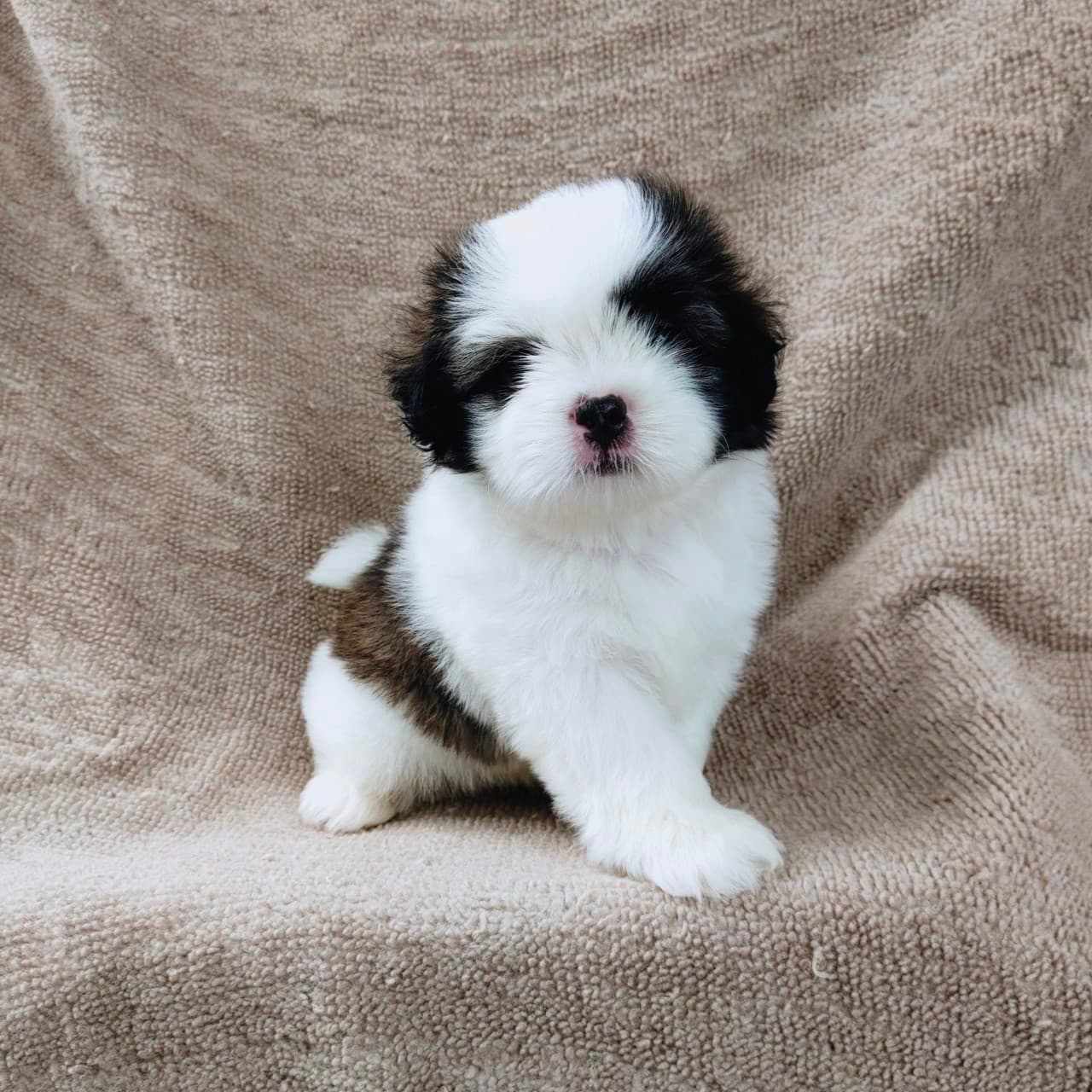 ชิสุแท้5500.-เก็บปลายทาง มีปะกันสุขภาพ เทสลำไส้ก่อนส่งline::happyshihtzu4289