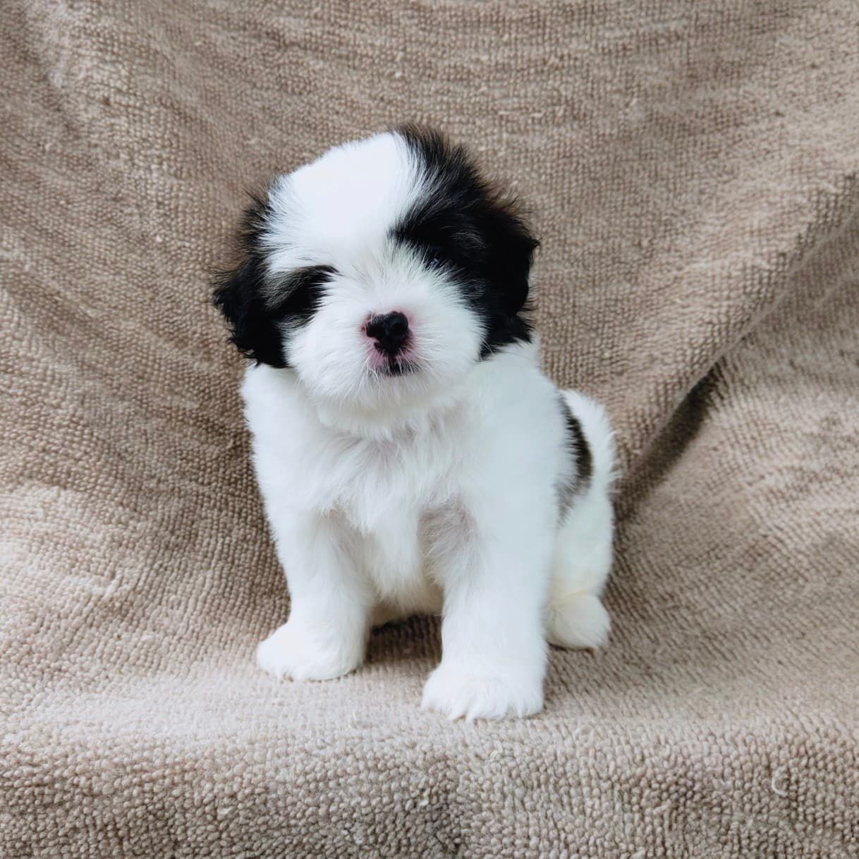 ชิสุแท้5500.-เก็บปลายทาง มีปะกันสุขภาพ เทสลำไส้ก่อนส่งline::happyshihtzu4289