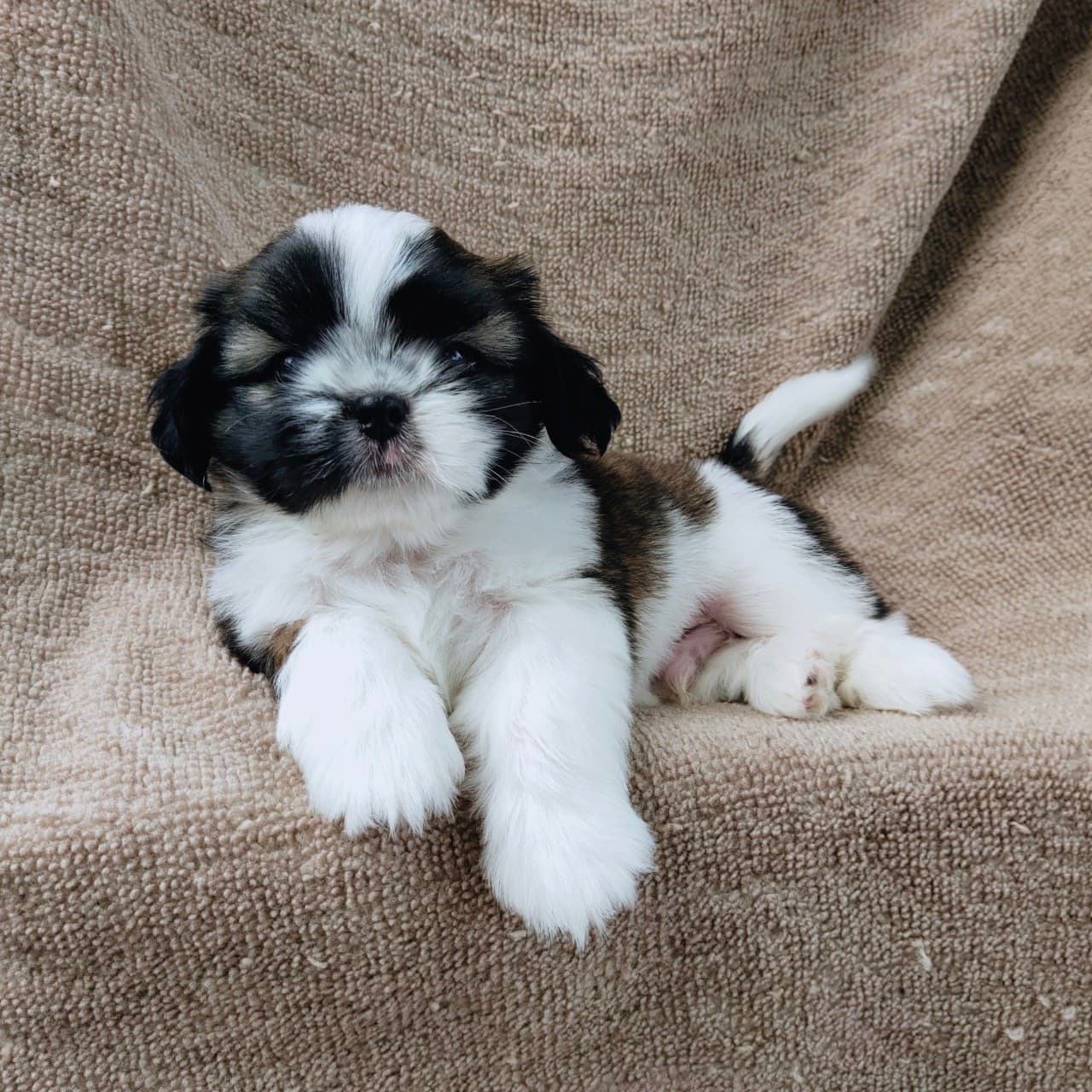 ชิสุแท้5500.-เก็บปลายทาง มีปะกันสุขภาพ เทสลำไส้ก่อนส่งline::happyshihtzu4289