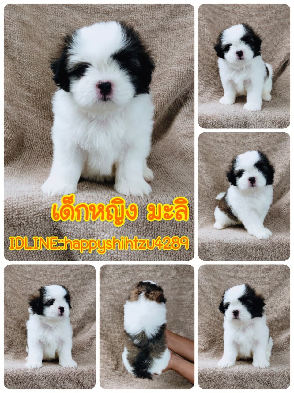ชิสุแท้5500.-เก็บปลายทาง มีปะกันสุขภาพ เทสลำไส้ก่อนส่งline::happyshihtzu4289