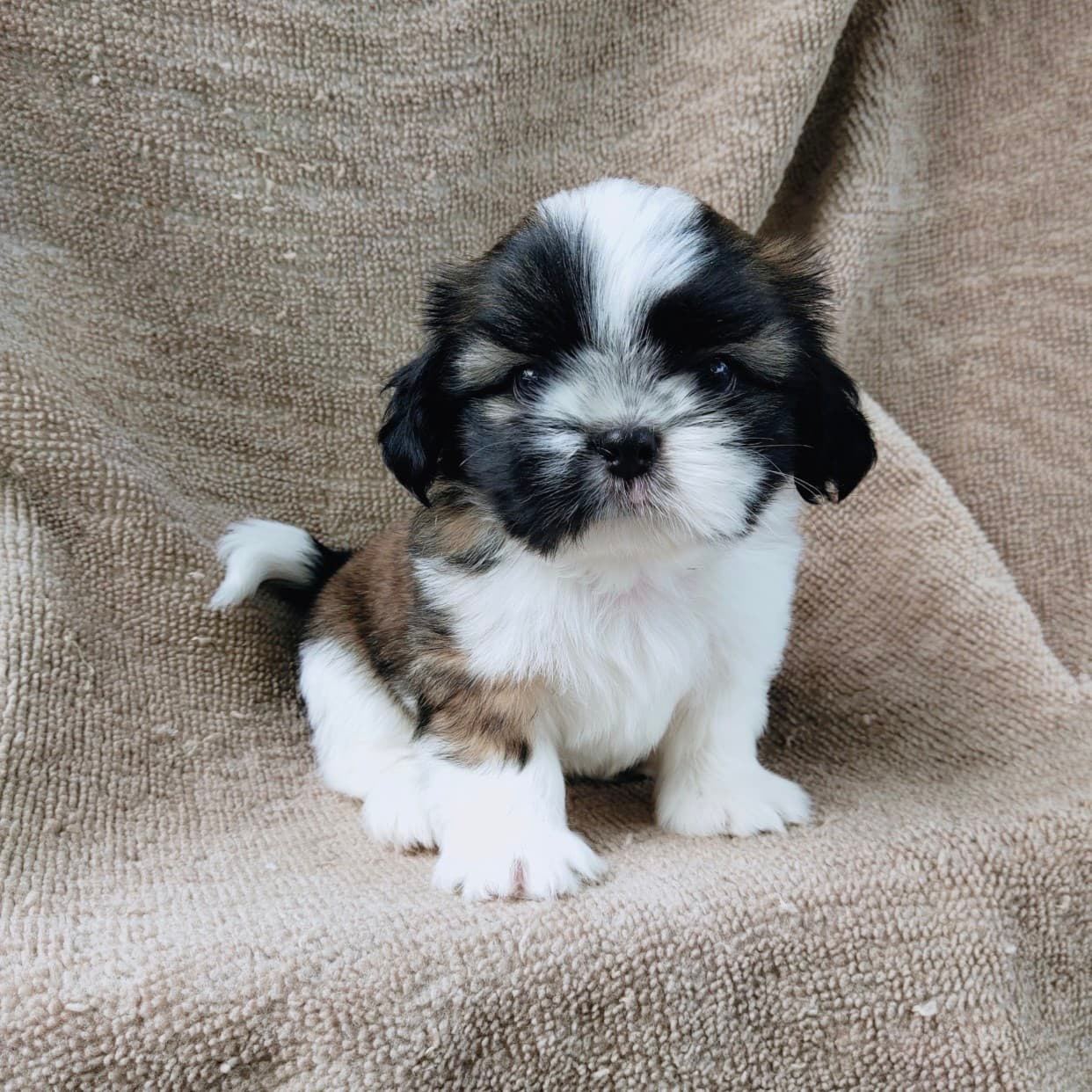 ชิสุแท้5500.-เก็บปลายทาง มีปะกันสุขภาพ เทสลำไส้ก่อนส่งline::happyshihtzu4289