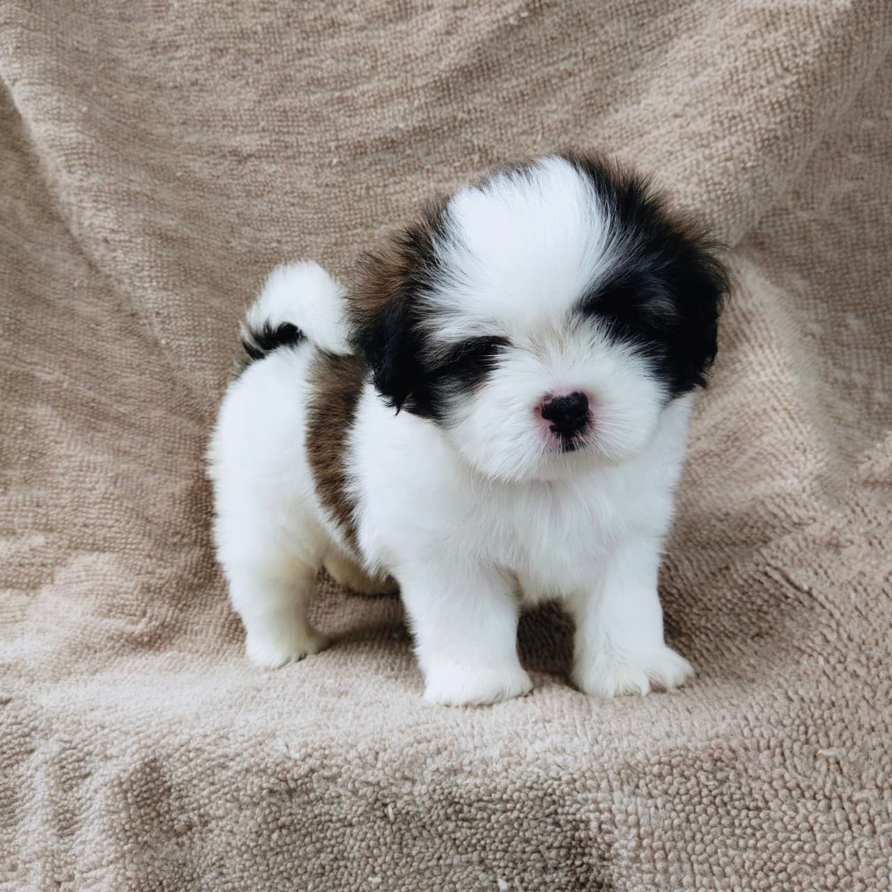 ชิสุแท้5500.-เก็บปลายทาง มีปะกันสุขภาพ เทสลำไส้ก่อนส่งline::happyshihtzu4289