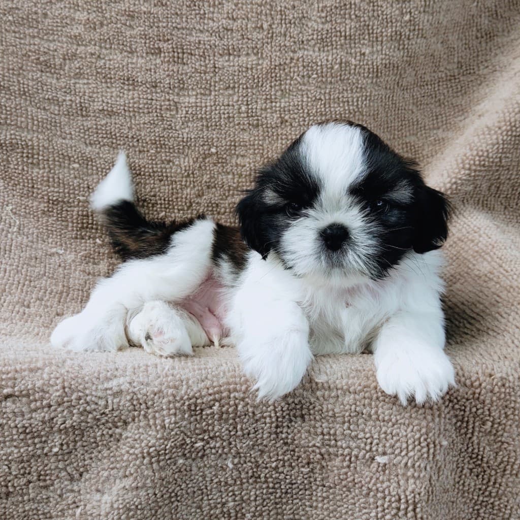 ชิสุแท้5500.-เก็บปลายทาง มีปะกันสุขภาพ เทสลำไส้ก่อนส่งline::happyshihtzu4289