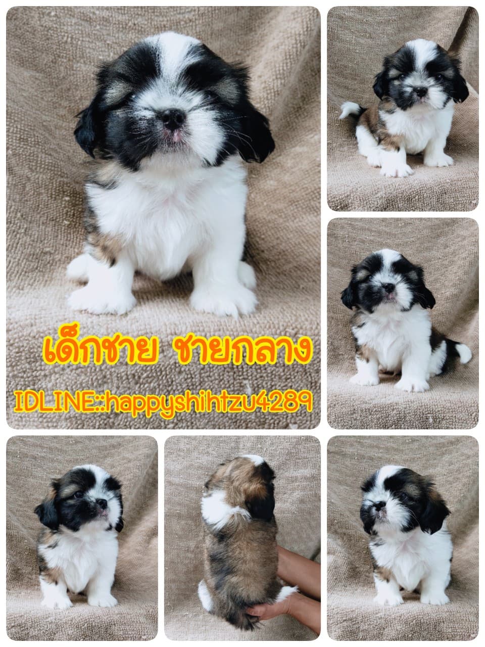 ชิสุแท้5500.-เก็บปลายทาง มีปะกันสุขภาพ เทสลำไส้ก่อนส่งline::happyshihtzu4289