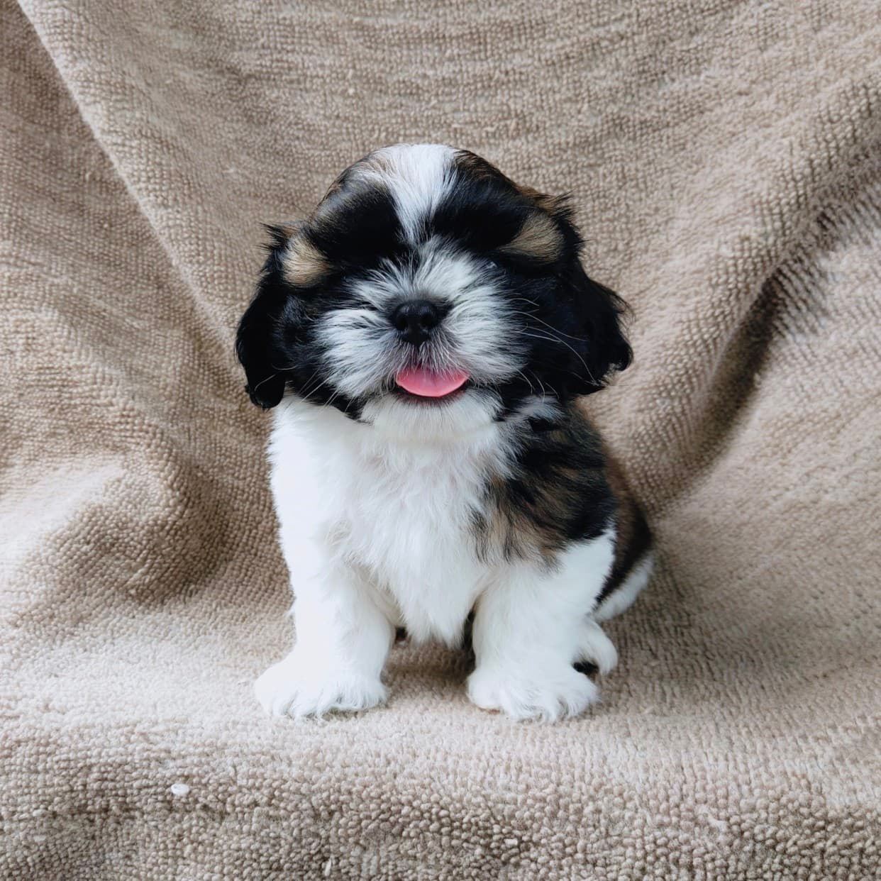 ชิสุแท้5500.-เก็บปลายทาง มีปะกันสุขภาพ เทสลำไส้ก่อนส่งline::happyshihtzu4289