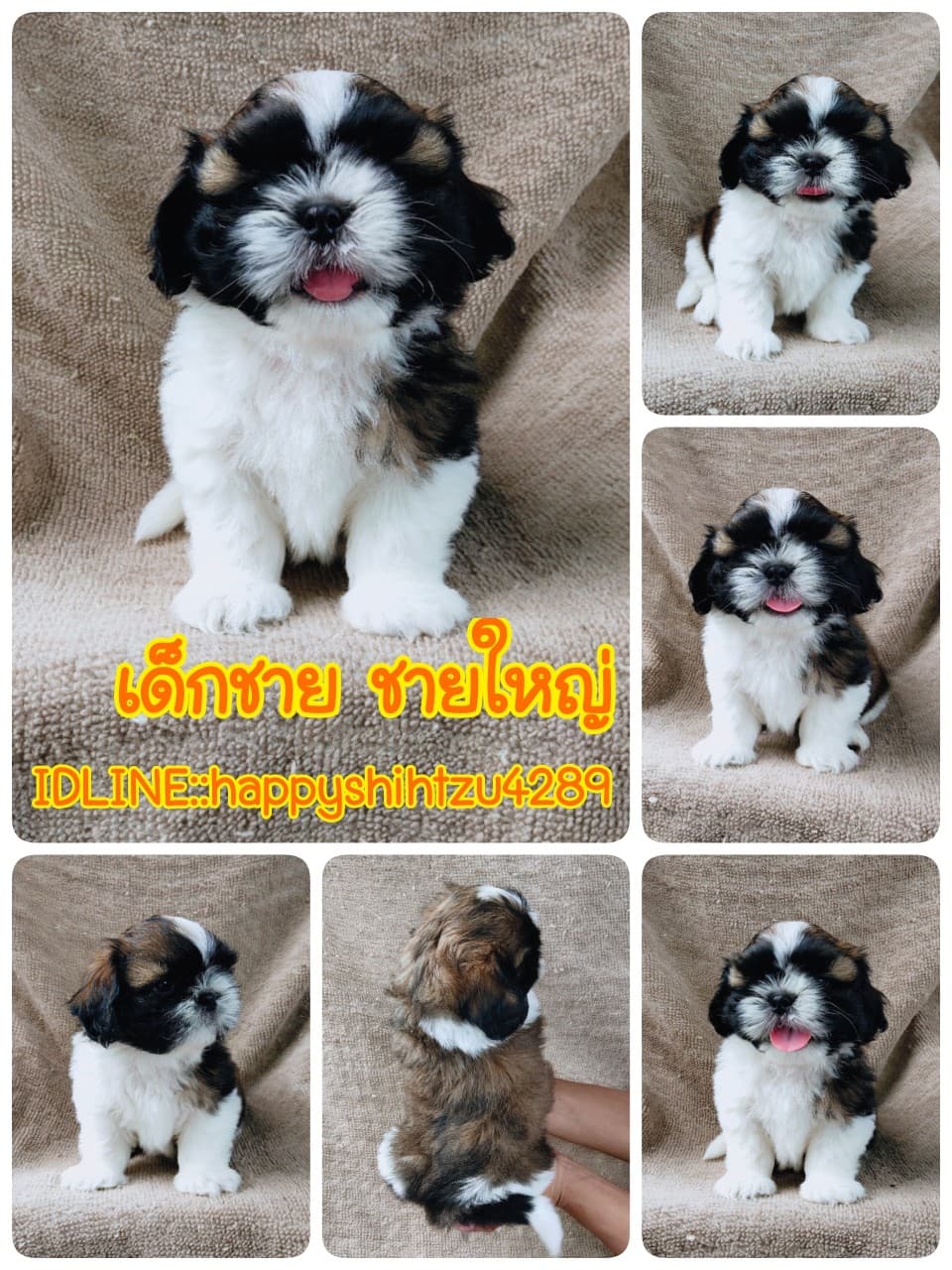 ชิสุแท้5500.-เก็บปลายทาง มีปะกันสุขภาพ เทสลำไส้ก่อนส่งline::happyshihtzu4289