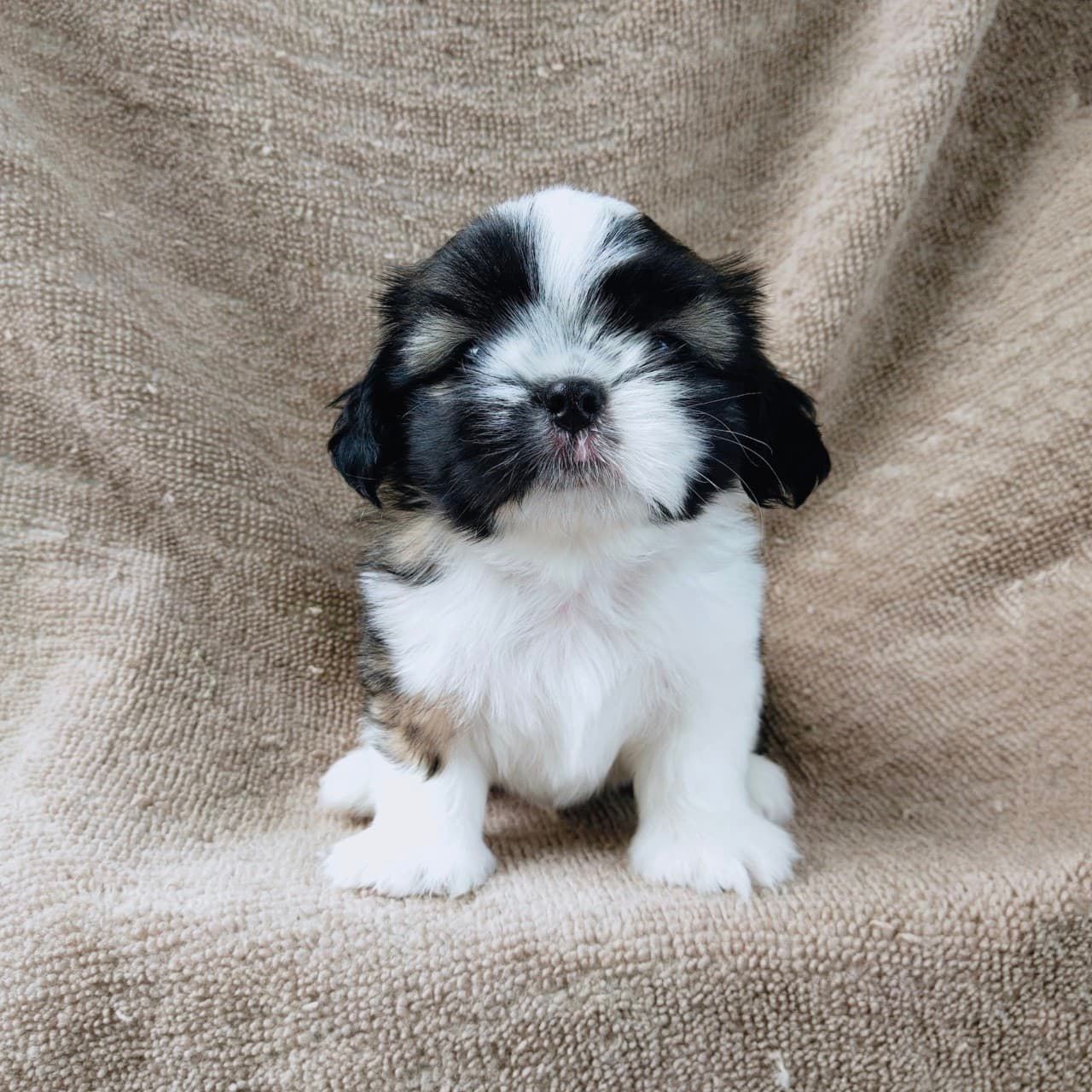 ชิสุแท้5500.-เก็บปลายทาง มีปะกันสุขภาพ เทสลำไส้ก่อนส่งline::happyshihtzu4289