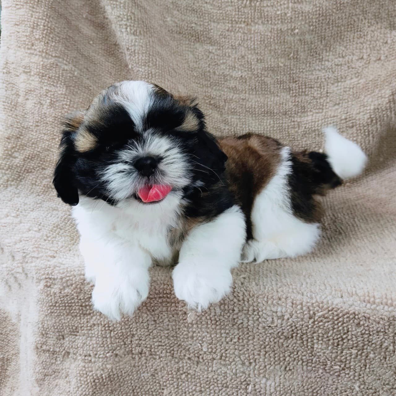 ชิสุแท้5500.-เก็บปลายทาง มีปะกันสุขภาพ เทสลำไส้ก่อนส่งline::happyshihtzu4289