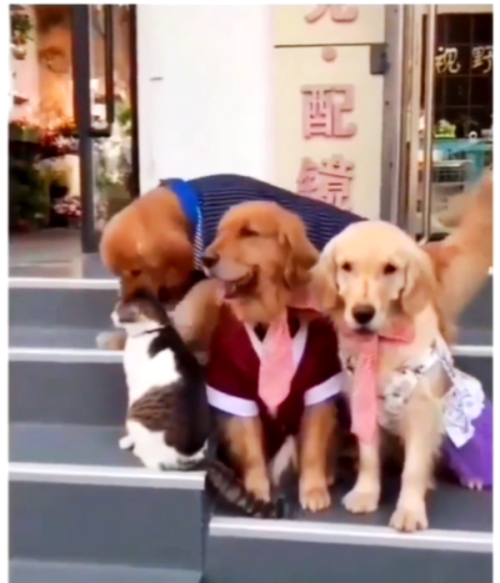 เมื่อ 3 น้องหมาสายพันธุ์โกลเด้น รีทรีฟเวอร์ อยากถ่ายรูปครอบครัวร่วมกับน้องแมว