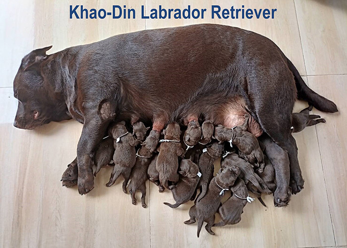 ลูกสุนัข labrador สีช็อคโกเเลตเเท้ สายเลือดเเชมป์ พ่อนำเข้า