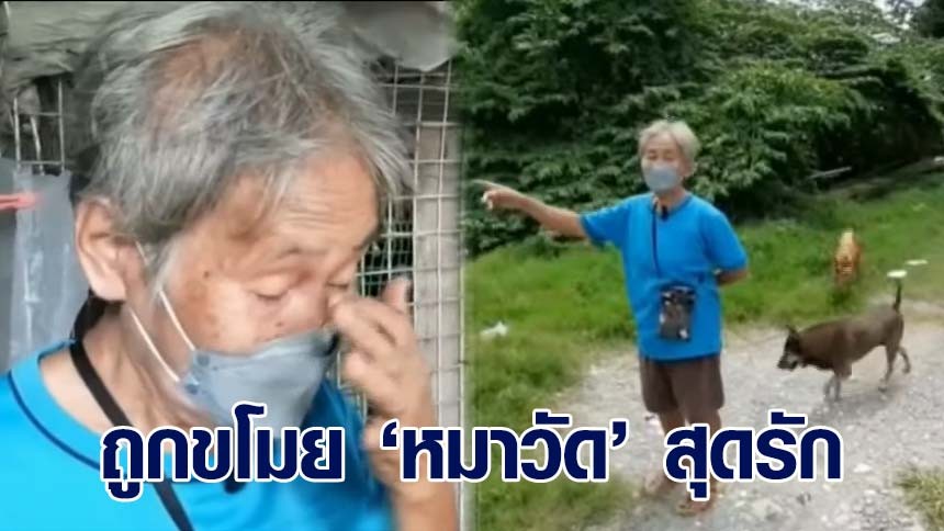 ศึกชิง "หมาวัด" ป้า วอนครูเกษียณ ส่งคืน เจ้าบิ๊ก สุนัข ตัวโปรดหลังหายตัวไป