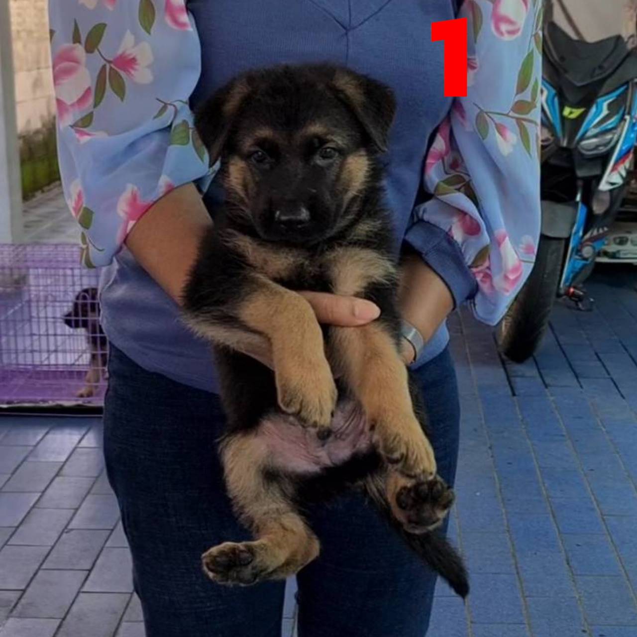 ลูกอัลเซเชียนสายเลือดหลักล้าน มาให้คุณจับต้องได้ในราคาแค่หลักหมื่นครับ kankarncl