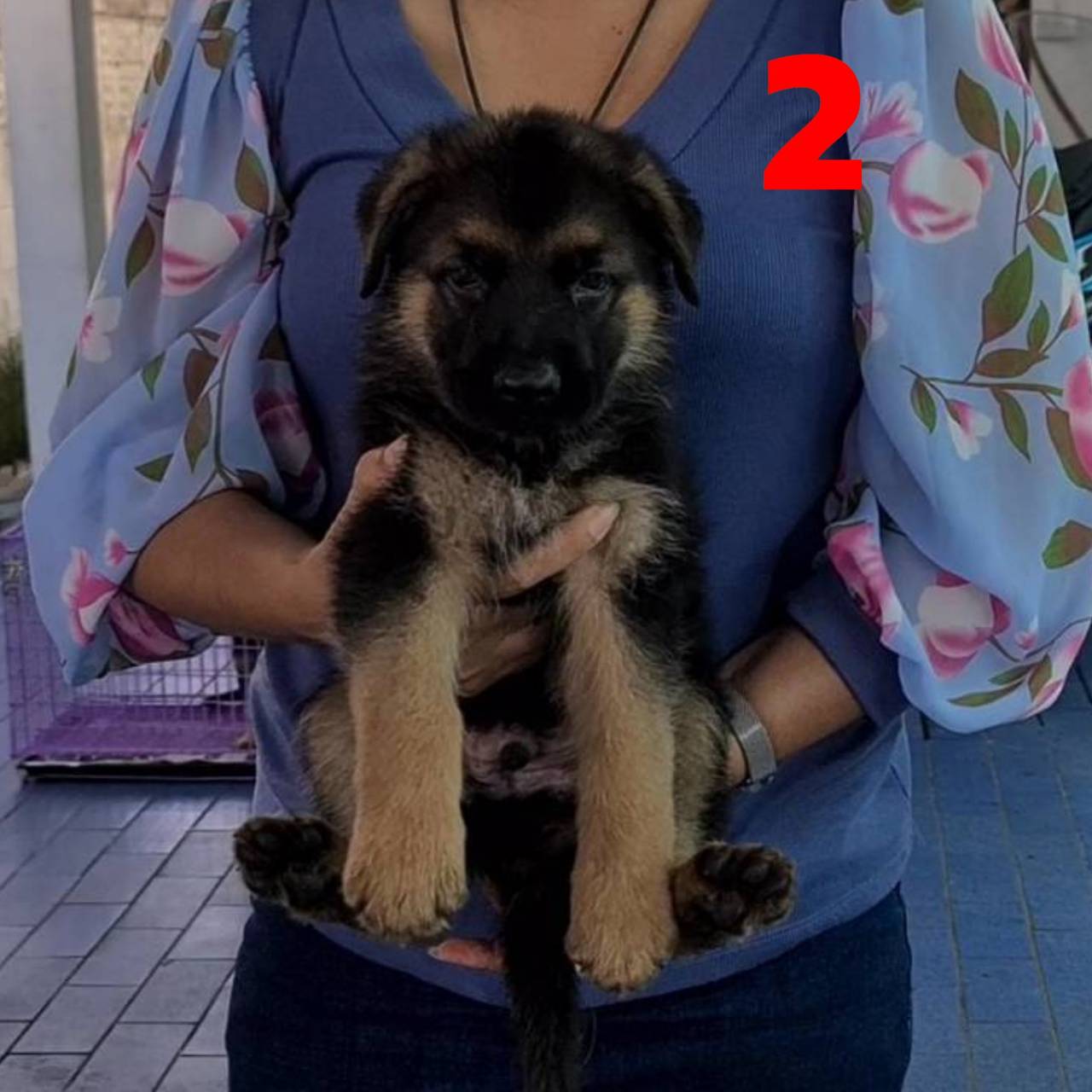 ลูกอัลเซเชียนสายเลือดหลักล้าน มาให้คุณจับต้องได้ในราคาแค่หลักหมื่นครับ kankarncl