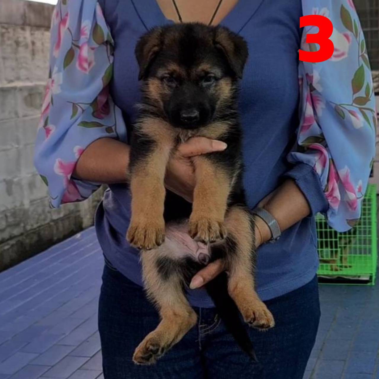 ลูกอัลเซเชียนสายเลือดหลักล้าน มาให้คุณจับต้องได้ในราคาแค่หลักหมื่นครับ kankarncl