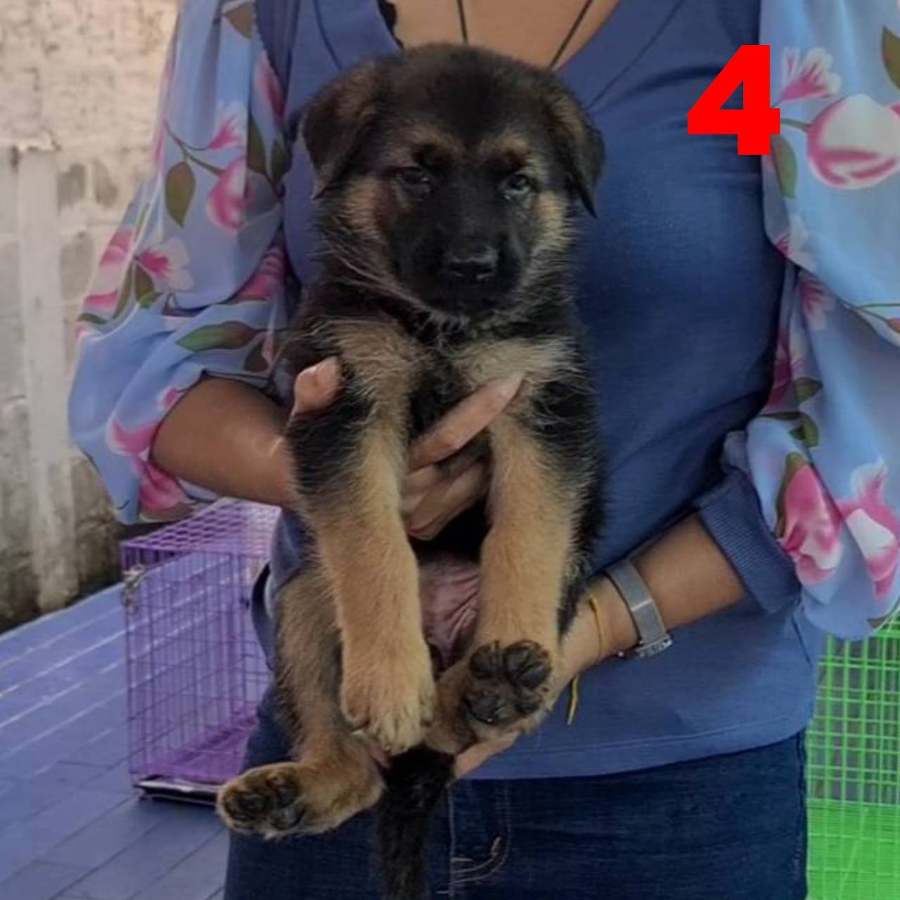 ลูกอัลเซเชียนสายเลือดหลักล้าน มาให้คุณจับต้องได้ในราคาแค่หลักหมื่นครับ kankarncl