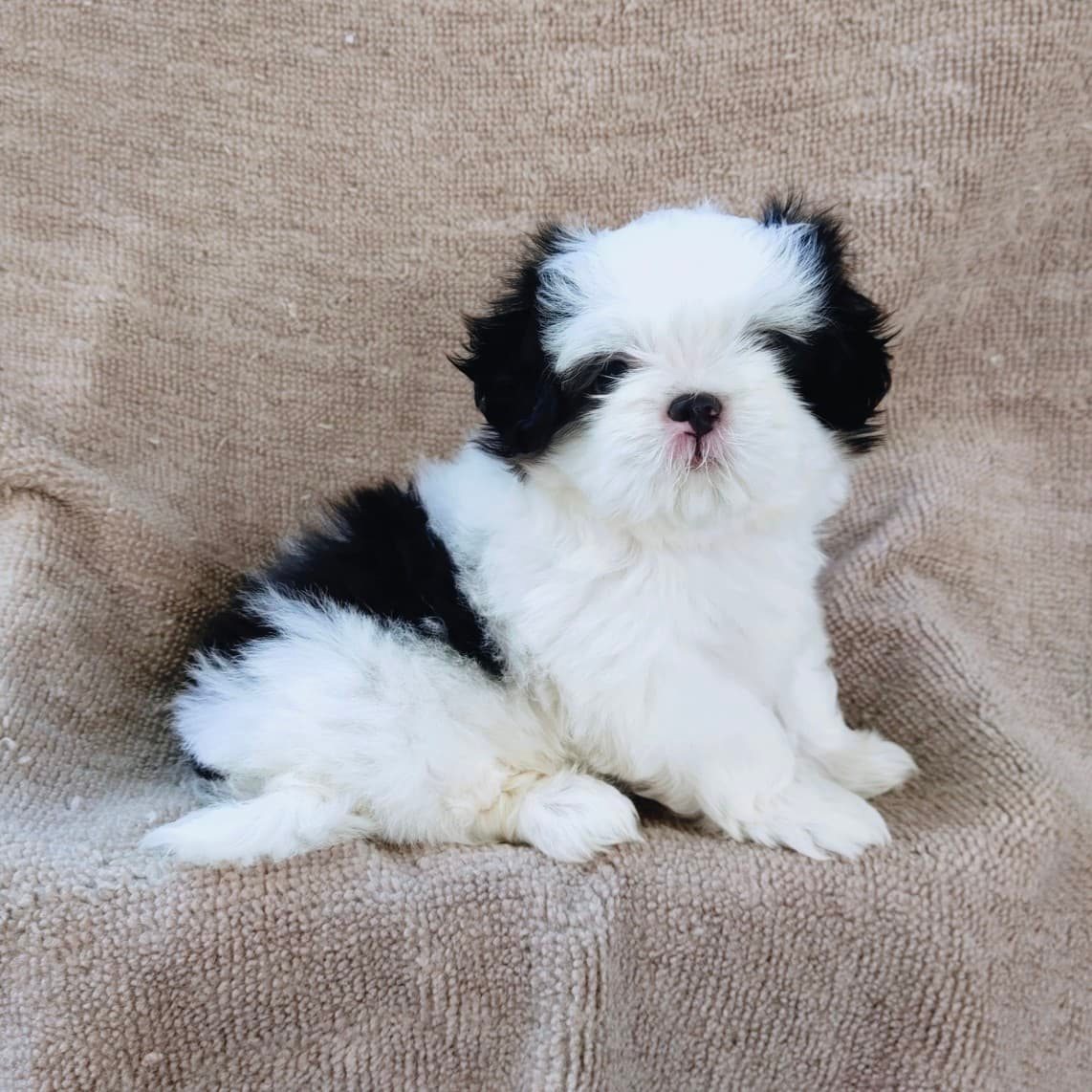 ชิสุแท้5000.-เก็บปลายทาง มีปะกันสุขภาพ เทสลำไส้ก่อนส่งline::happyshihtzu4289