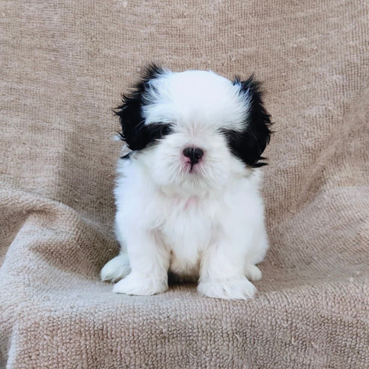 ชิสุแท้5000.-เก็บปลายทาง มีปะกันสุขภาพ เทสลำไส้ก่อนส่งline::happyshihtzu4289
