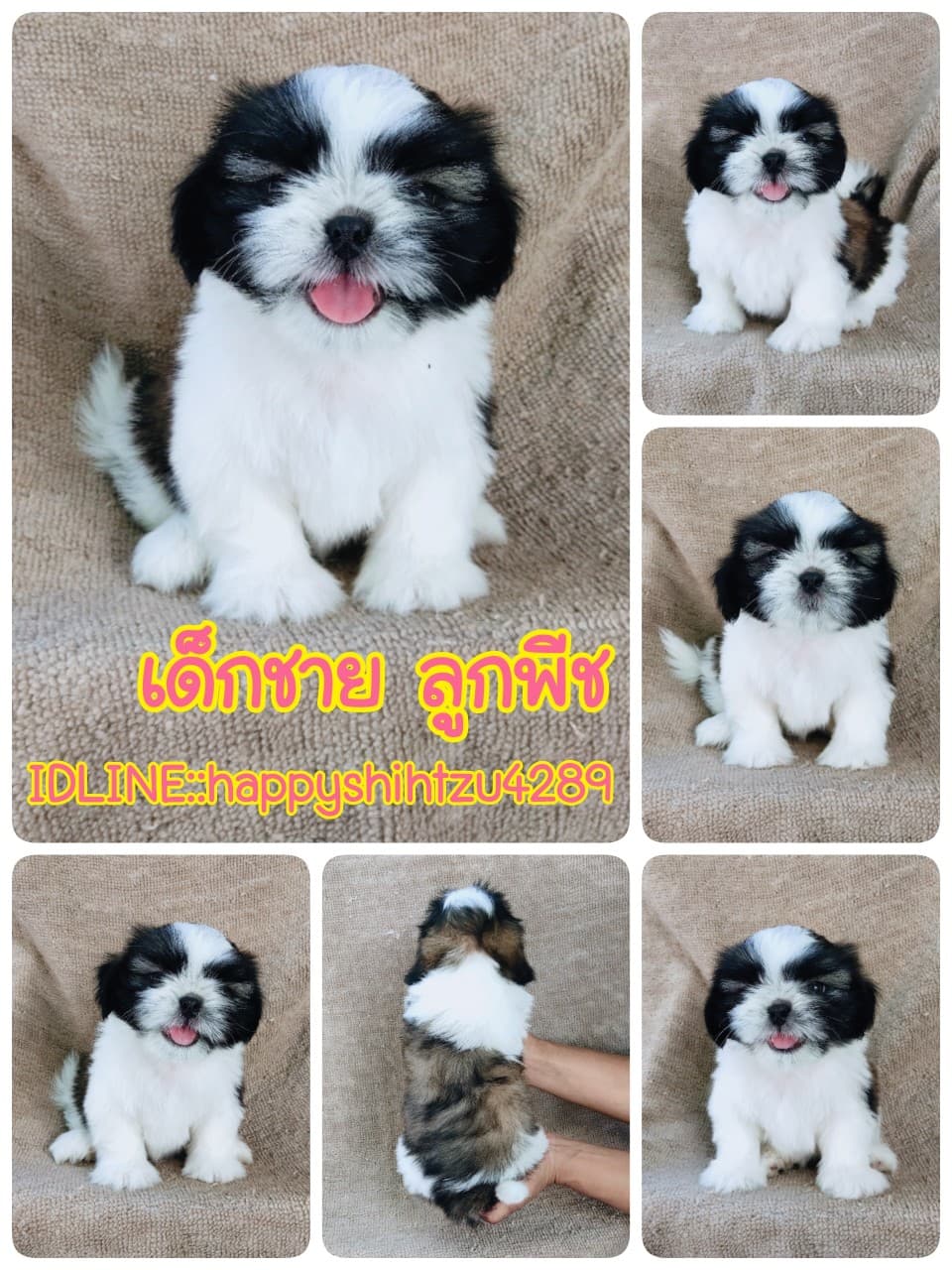 ชิสุแท้5000.-เก็บปลายทาง มีปะกันสุขภาพ เทสลำไส้ก่อนส่งline::happyshihtzu4289
