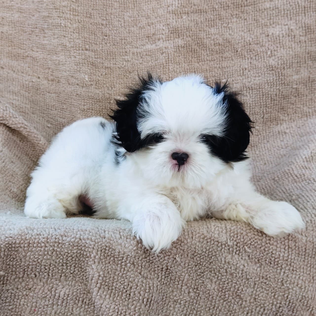 ชิสุแท้5000.-เก็บปลายทาง มีปะกันสุขภาพ เทสลำไส้ก่อนส่งline::happyshihtzu4289