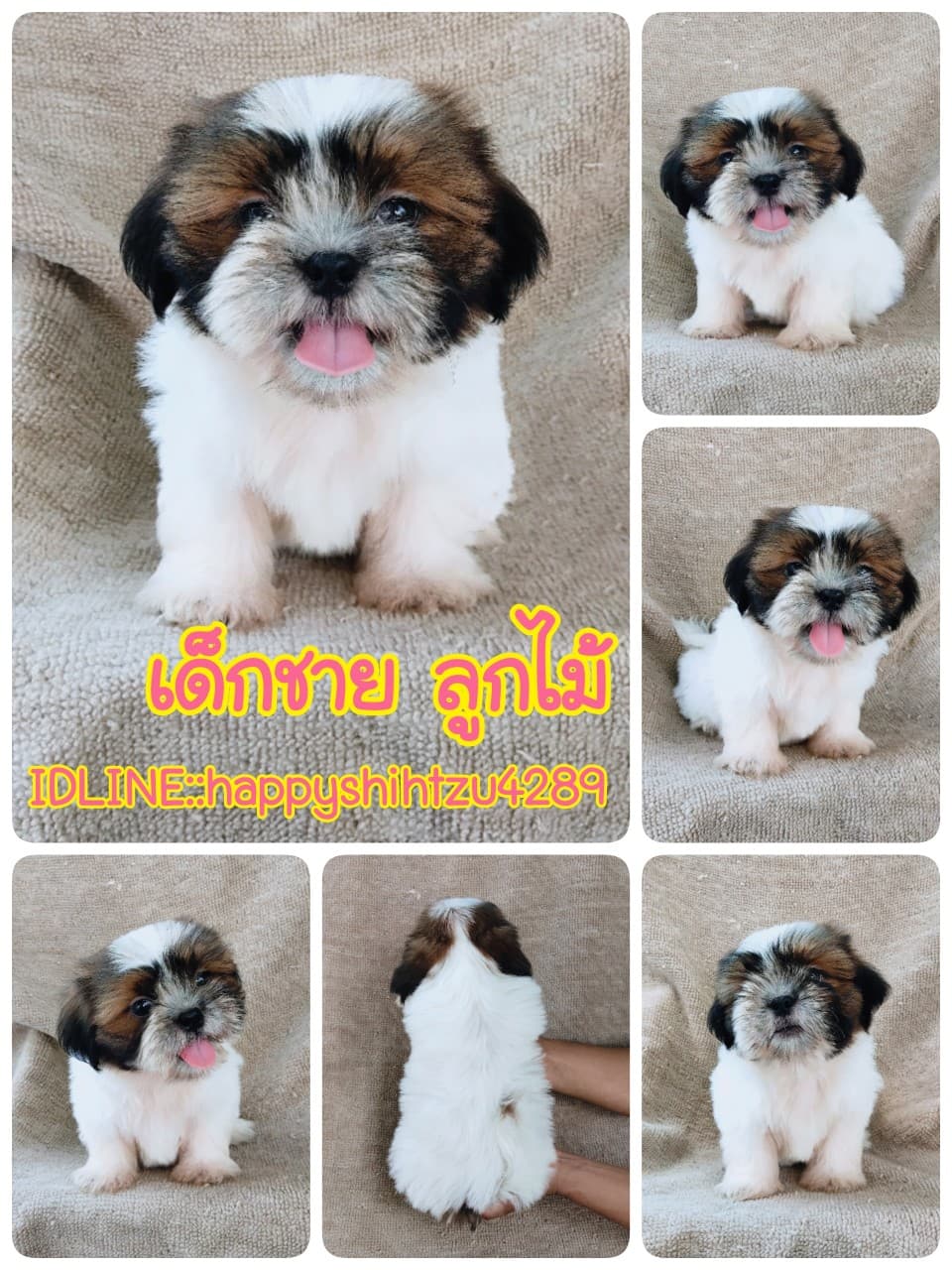 ชิสุแท้5000.-เก็บปลายทาง มีปะกันสุขภาพ เทสลำไส้ก่อนส่งline::happyshihtzu4289
