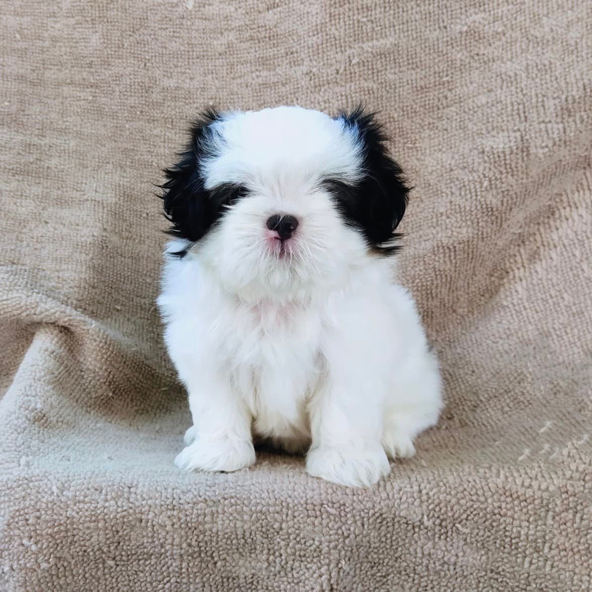 ชิสุแท้5000.-เก็บปลายทาง มีปะกันสุขภาพ เทสลำไส้ก่อนส่งline::happyshihtzu4289