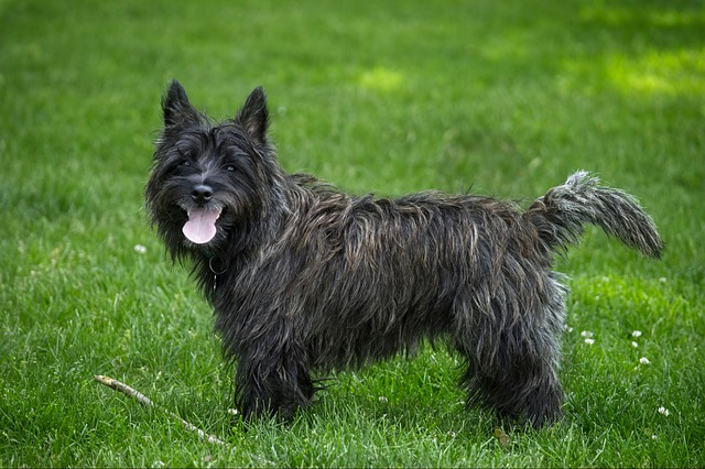 วิธีการเลือกซื้อสุนัขพันธุ์  เครนเทอร์เรีย (Cairn Terrier)